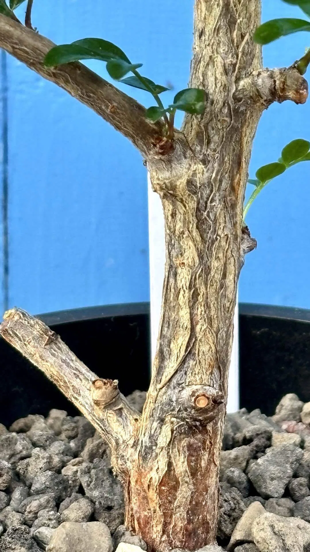 オペルクリカリア|デカリー|根挿し？挿し木？｜cova 塊根植物に沼った