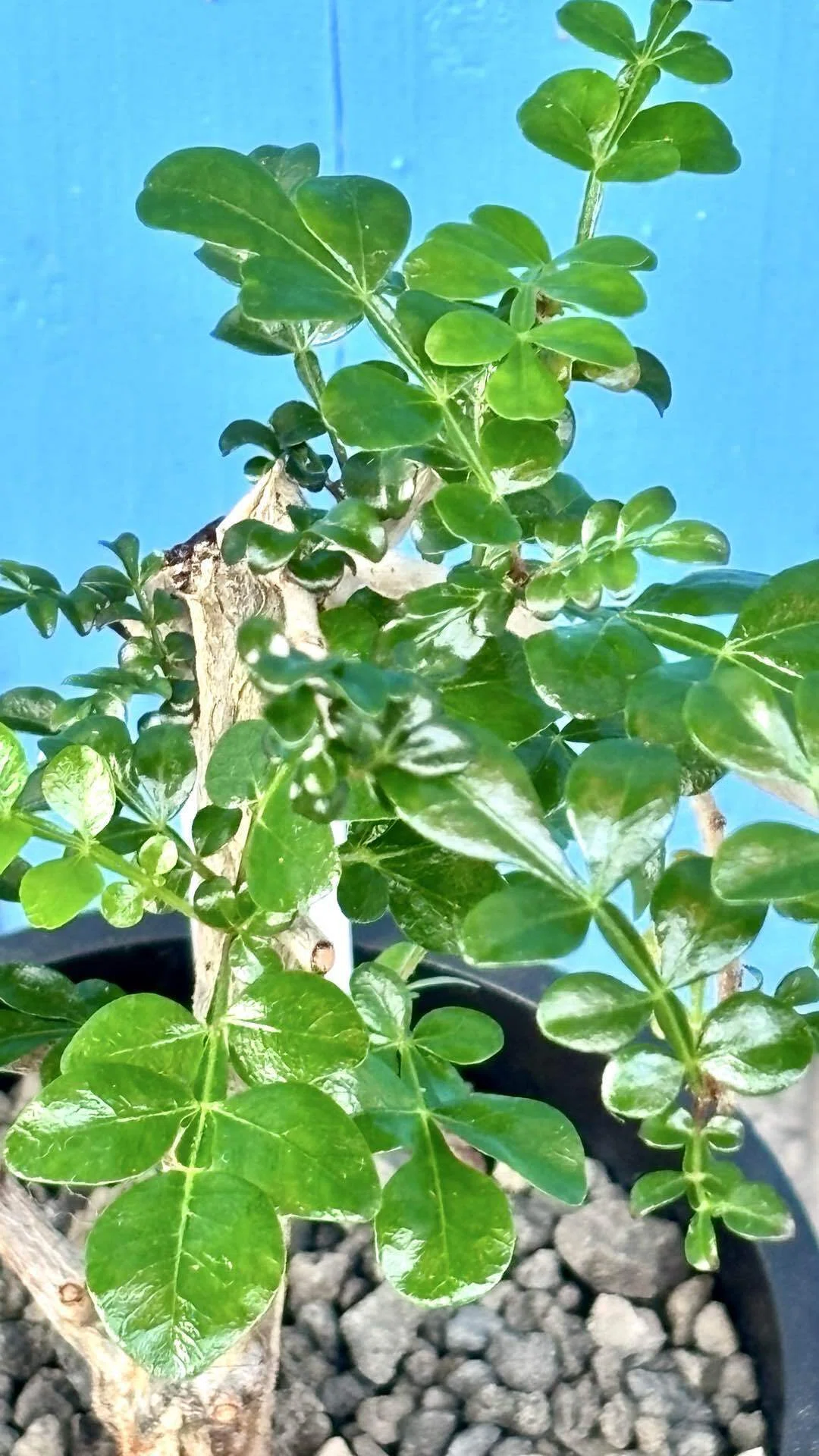 オペルクリカリア|デカリー|根挿し？挿し木？｜cova 塊根植物に沼った