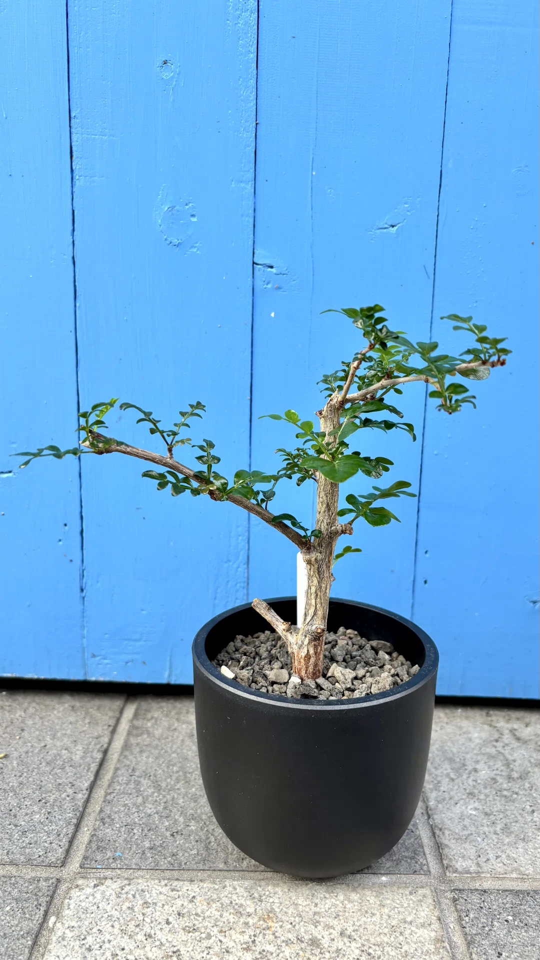 オペルクリカリア|デカリー|根挿し？挿し木？｜cova 塊根植物に沼った