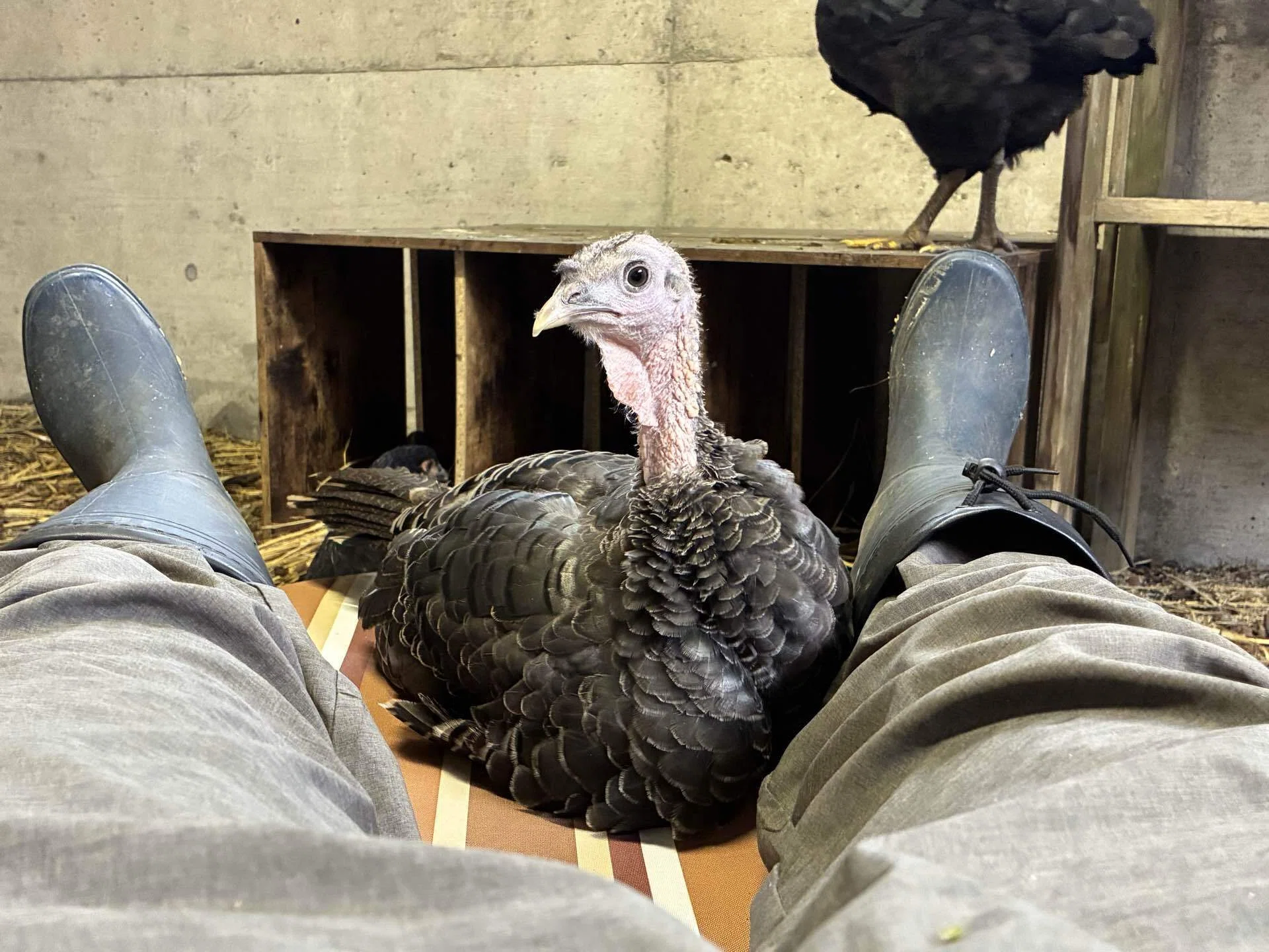 七面鳥は懐くのか？｜さきどん⭐︎七面鳥＆鶏飼育