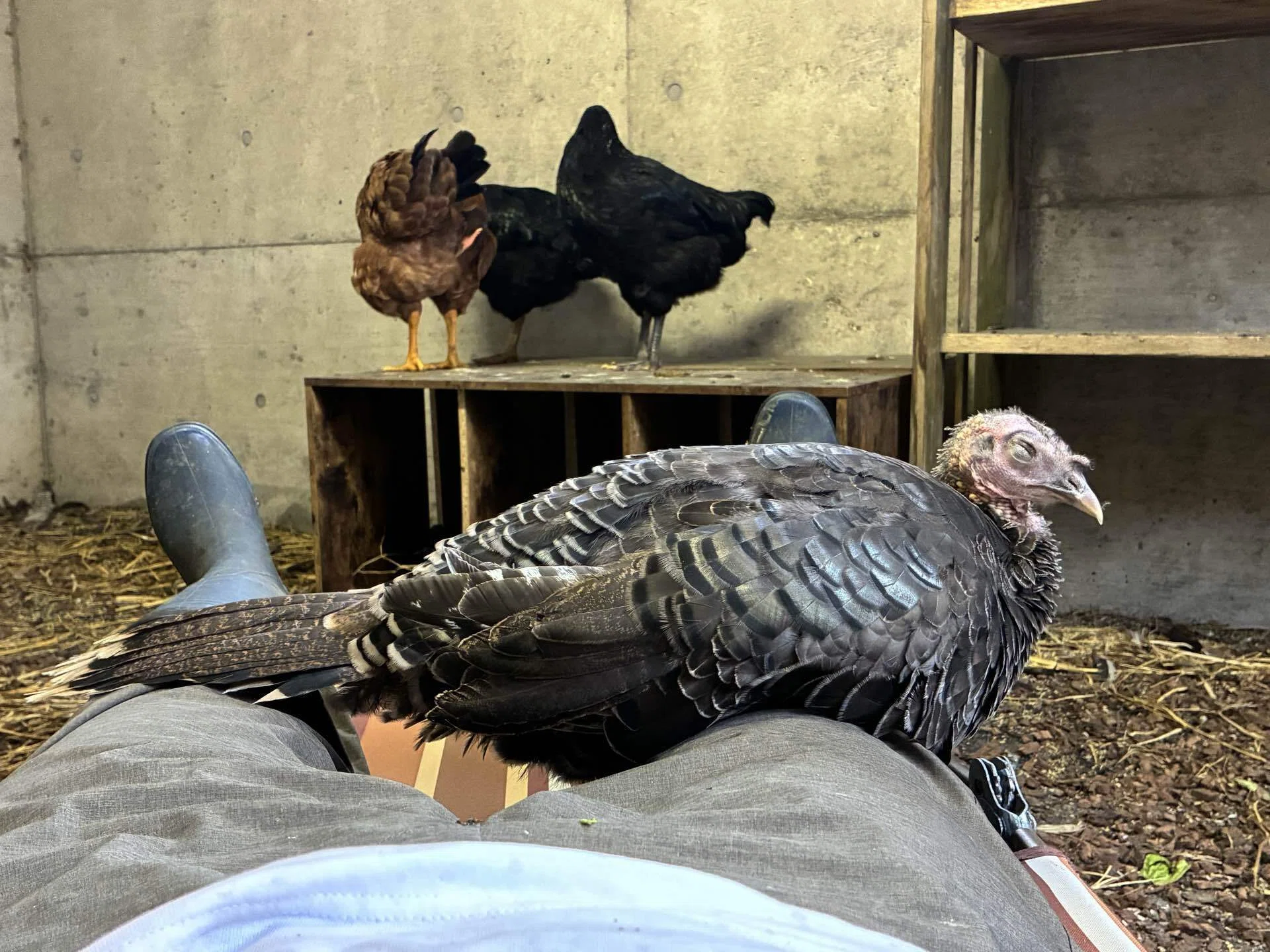 七面鳥は懐くのか？｜さきどん⭐︎七面鳥＆鶏飼育