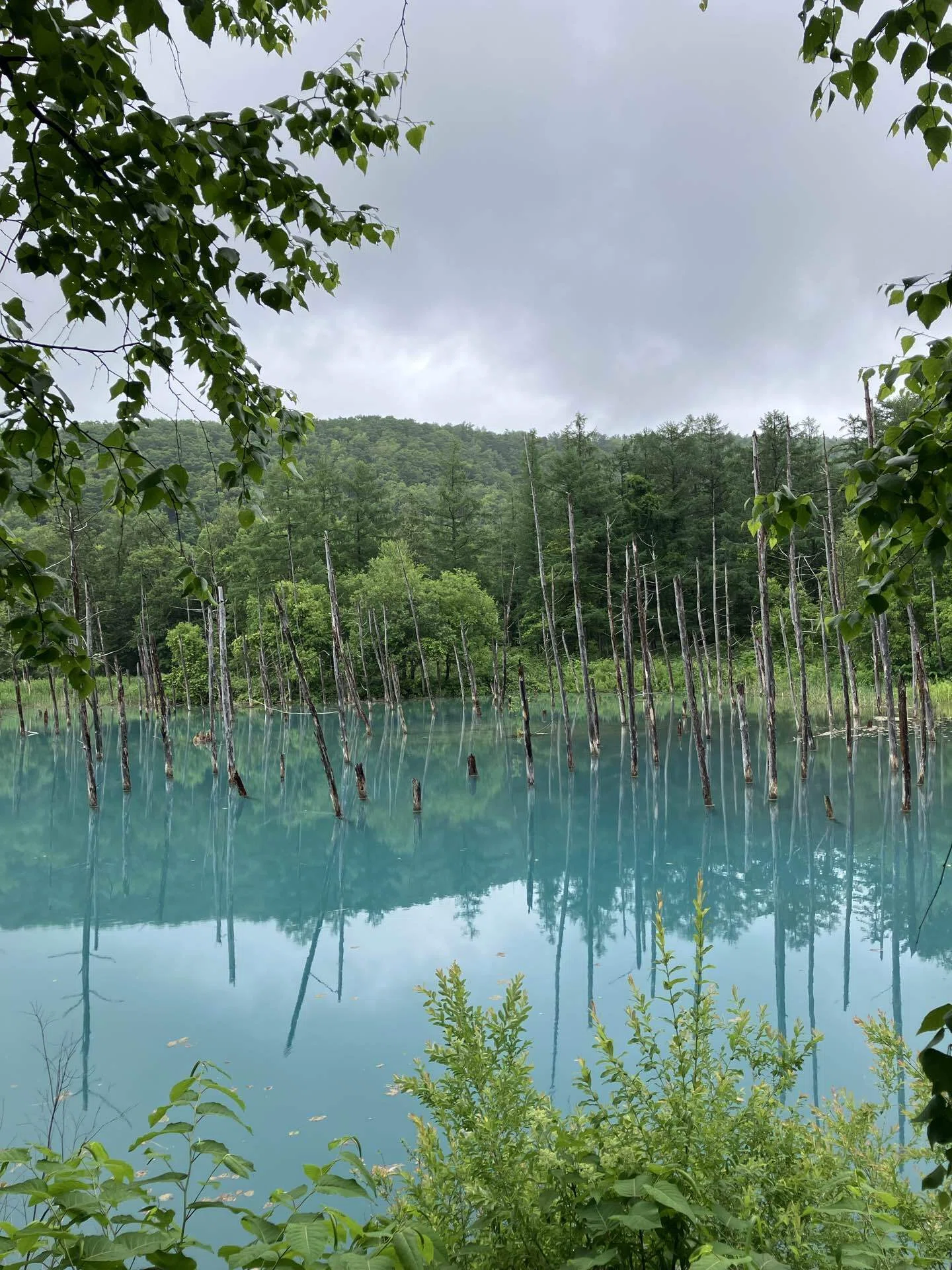 北海道へひとり旅①美瑛 富良野 ｜りえ