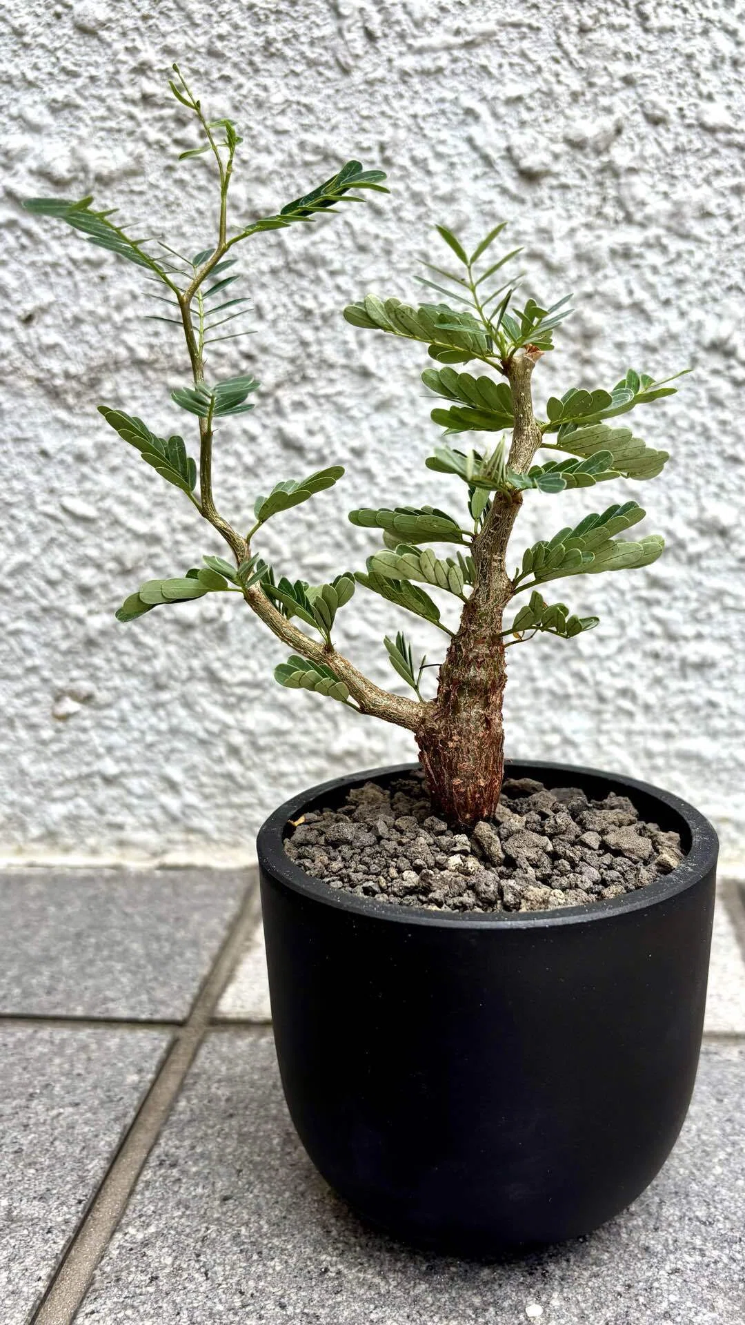 センナ|メリディオナリス| 羽状複葉｜cova 塊根植物に沼った美容師の独り言