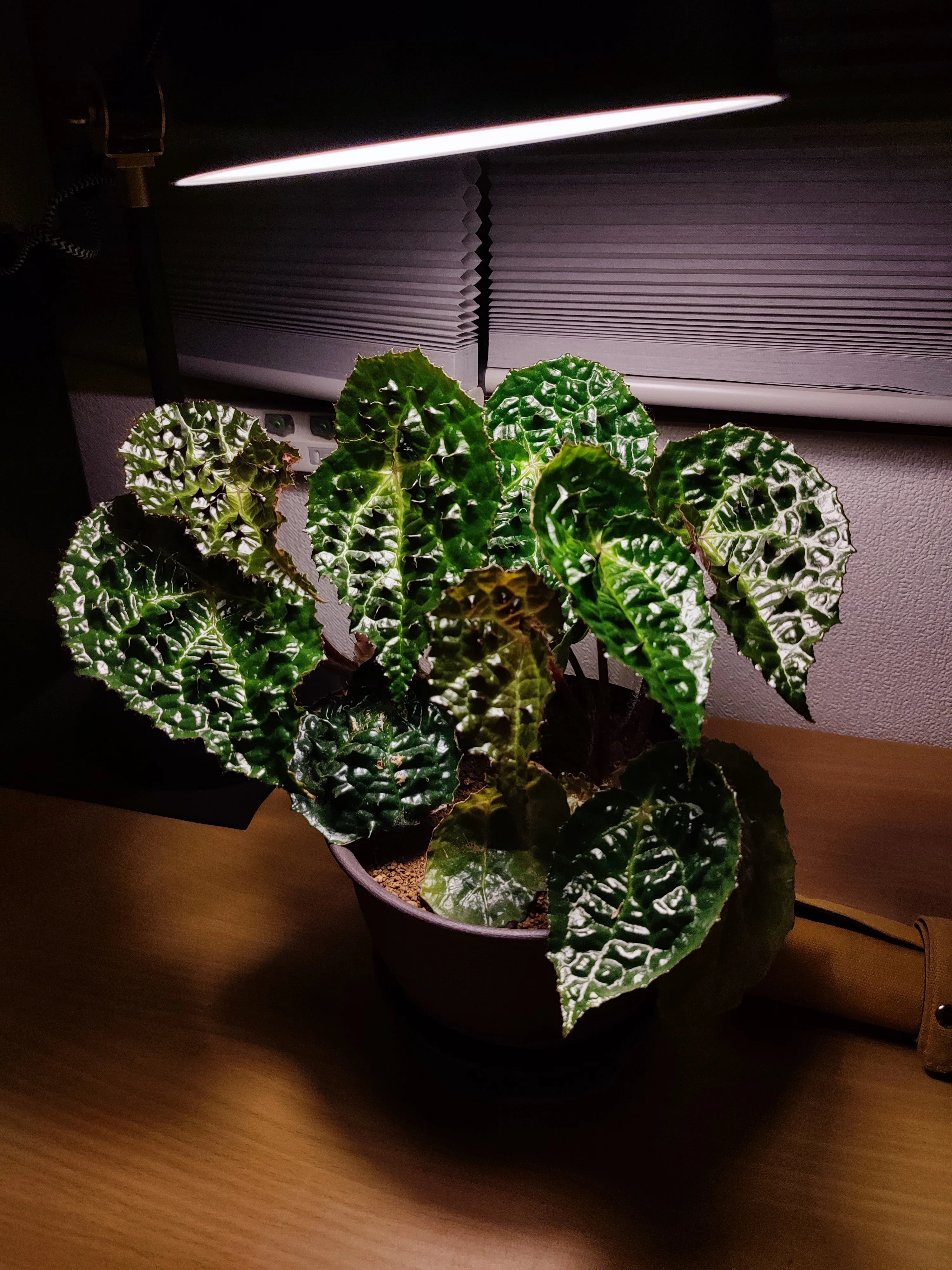 Begonia ferox ベゴニア フェロックス の分類・分布・形態について｜ざび