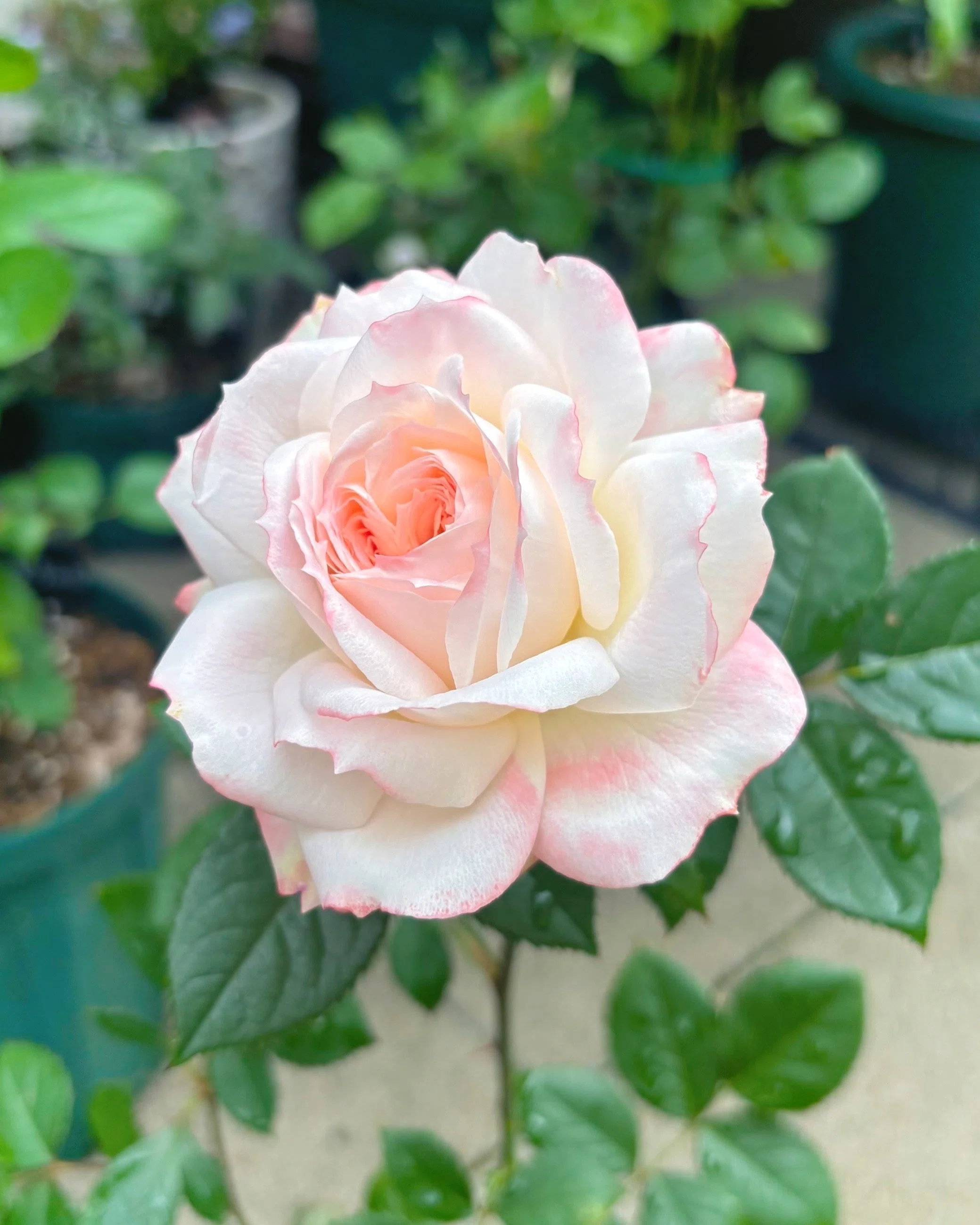 The roses I cross-bred have bloomed!｜sou｜バラのお話🌹