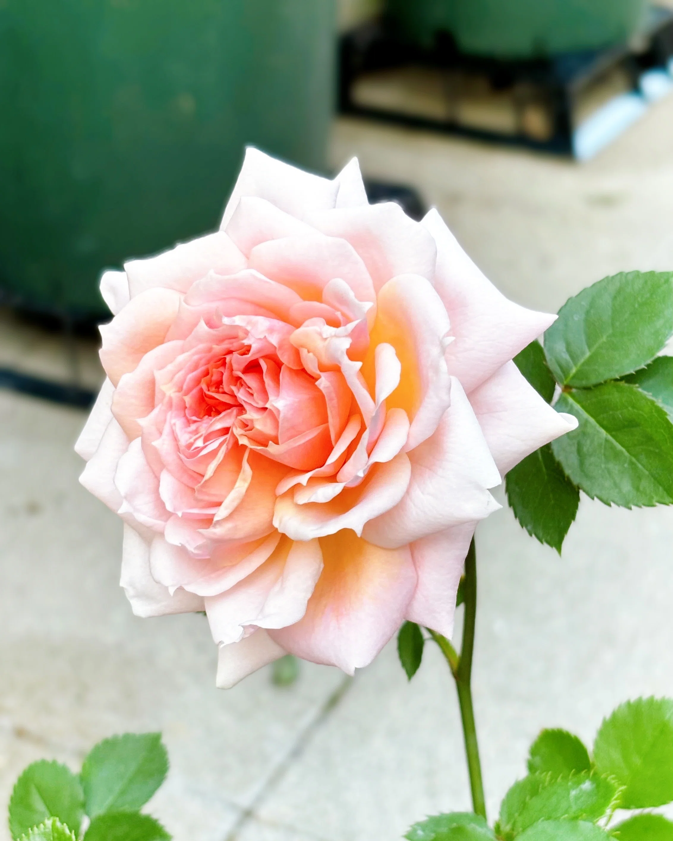 The roses I cross-bred have bloomed!｜sou｜バラのお話🌹