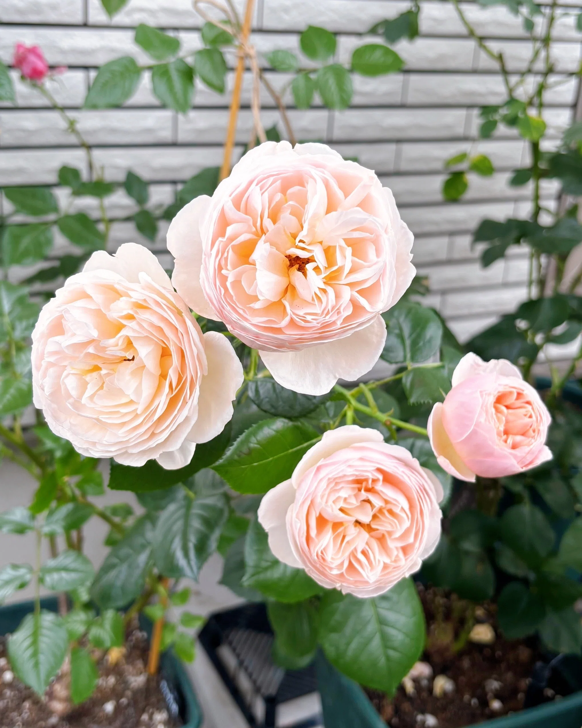 The roses I cross-bred have bloomed!｜sou｜バラのお話🌹