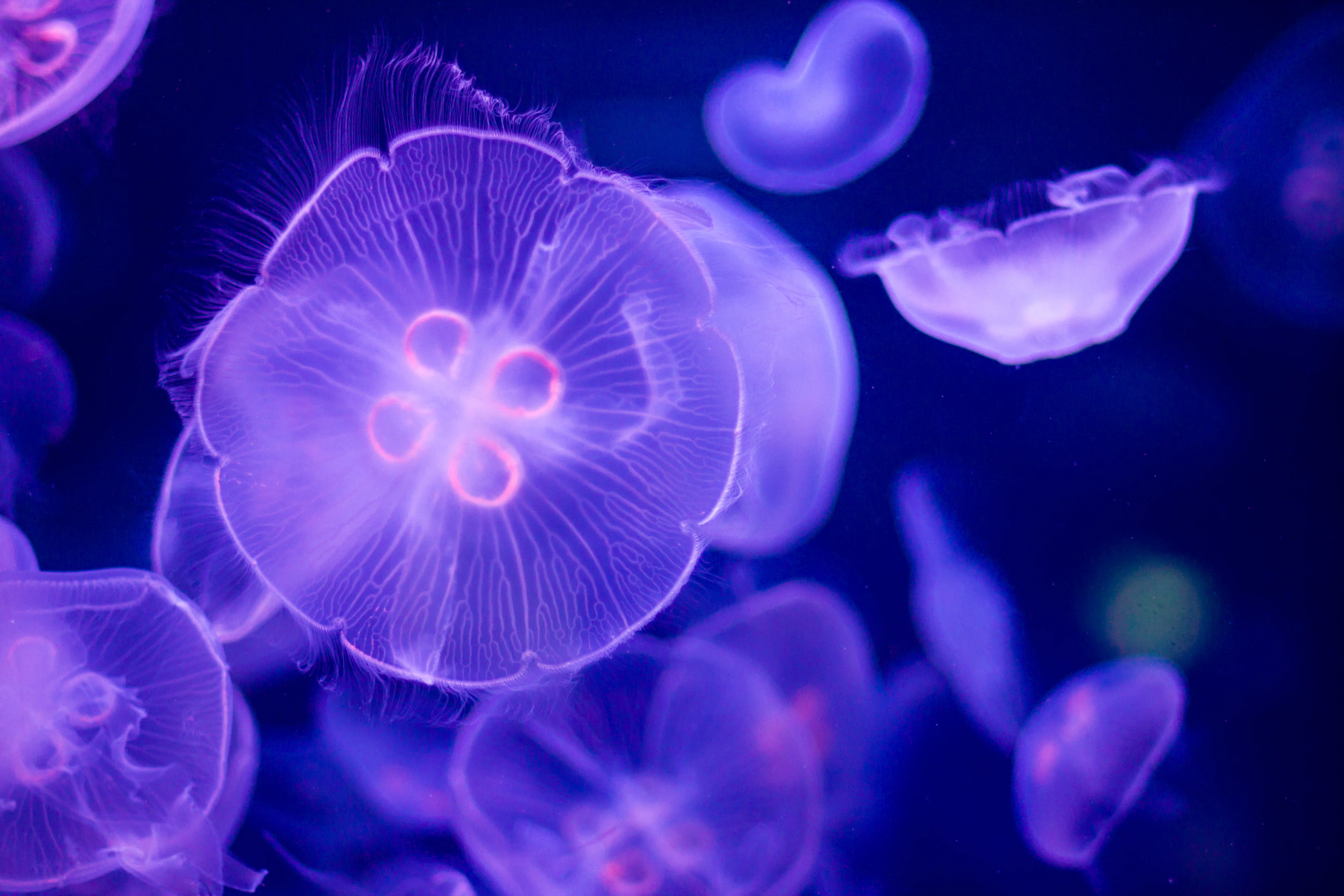 クラゲ 258/365: Jellyfish｜タラネコ