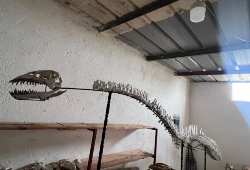 44.巨大プレシオサウルス類の全身骨格（Plesiosaur skeleton）｜【恐竜