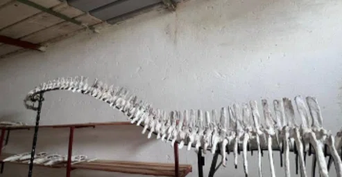 44.巨大プレシオサウルス類の全身骨格（Plesiosaur skeleton）｜【恐竜