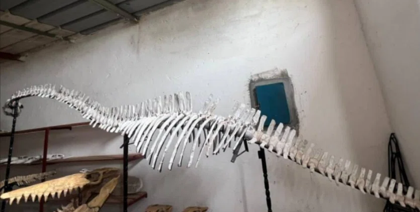 44.巨大プレシオサウルス類の全身骨格（Plesiosaur skeleton）｜【恐竜