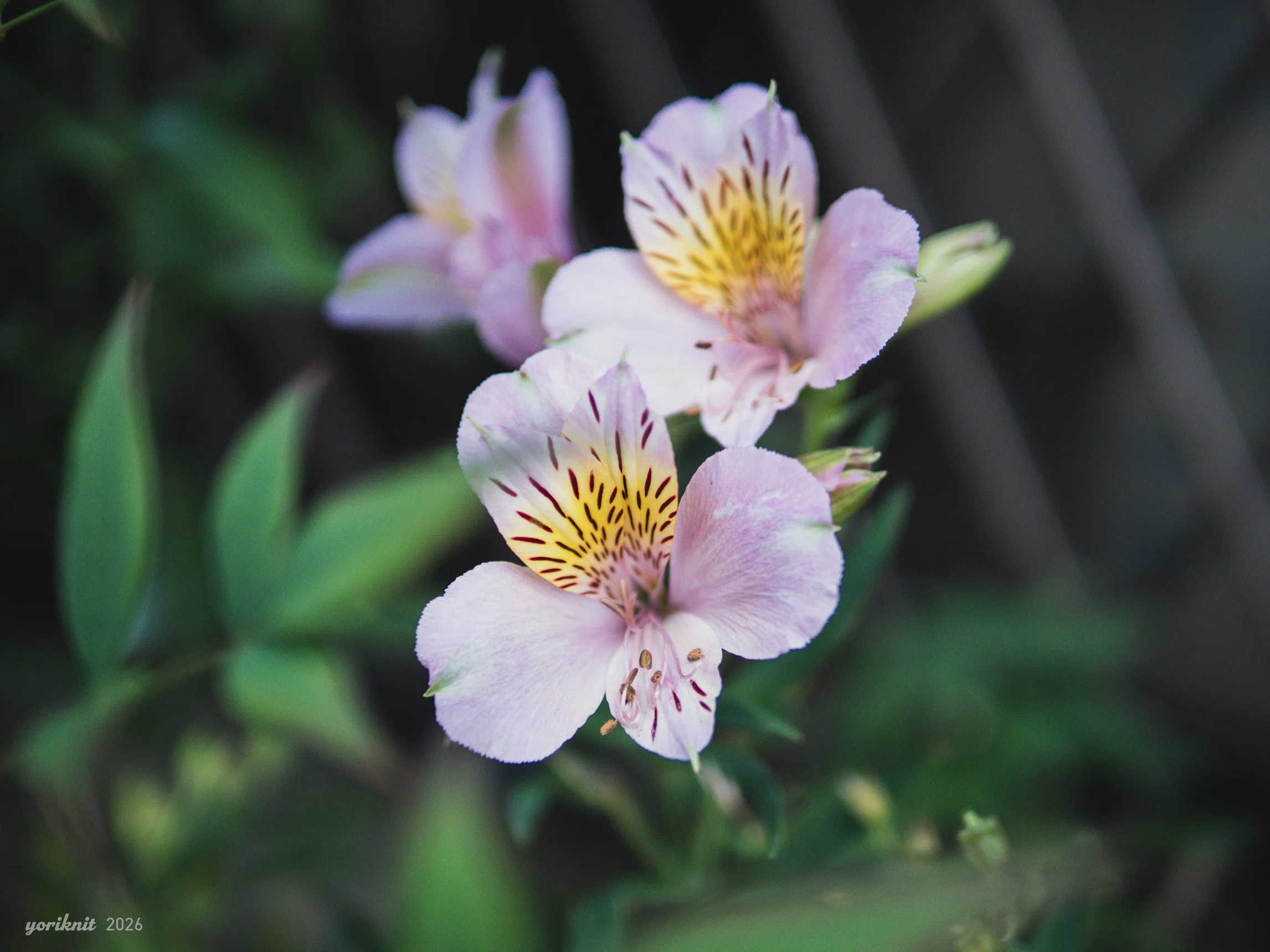 LEICA DG SUMMILUX 25mm F1.4 で撮る。 ｜ Lumix G100D｜yoriknit