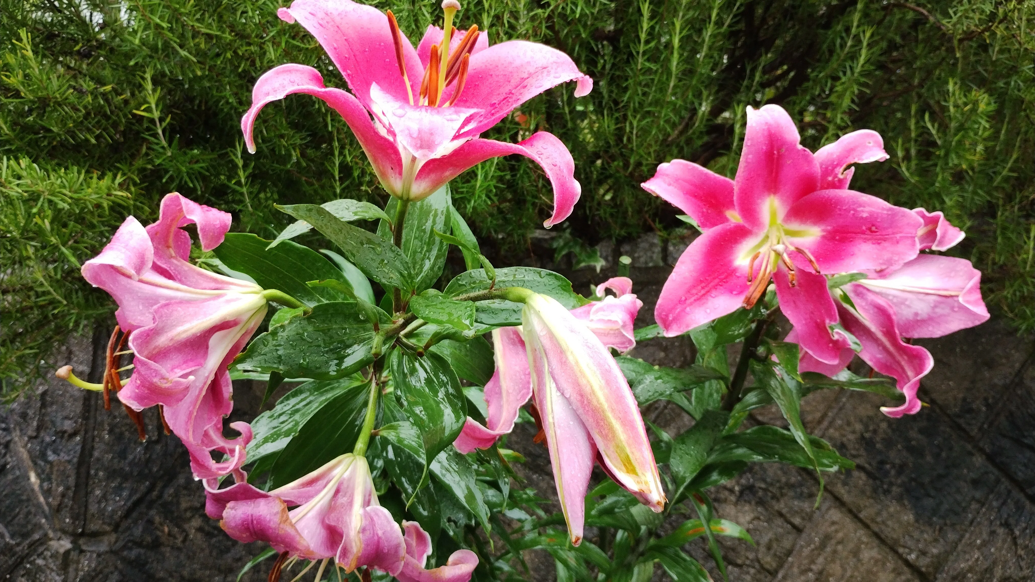我が家のカサブランカ💐｜ヒヤシンス01
