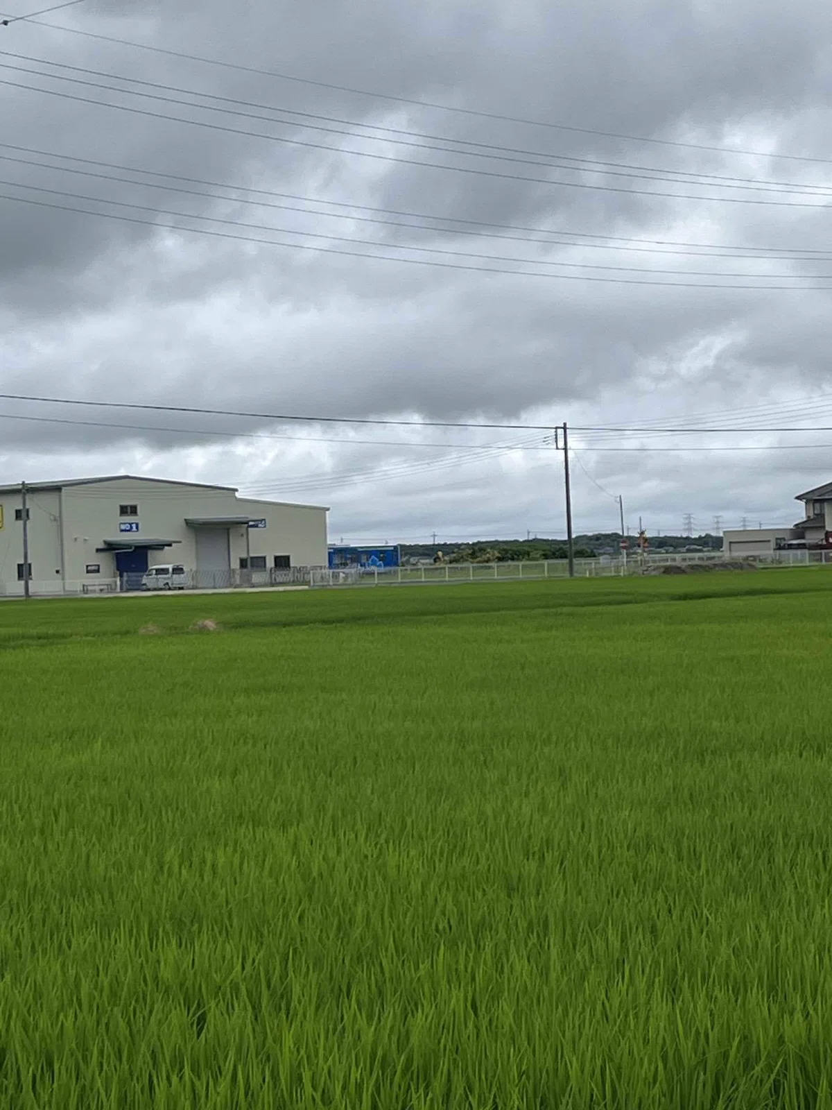 梅雨真っ只中｜アレキサンドライト⭐︎アマノコトネ