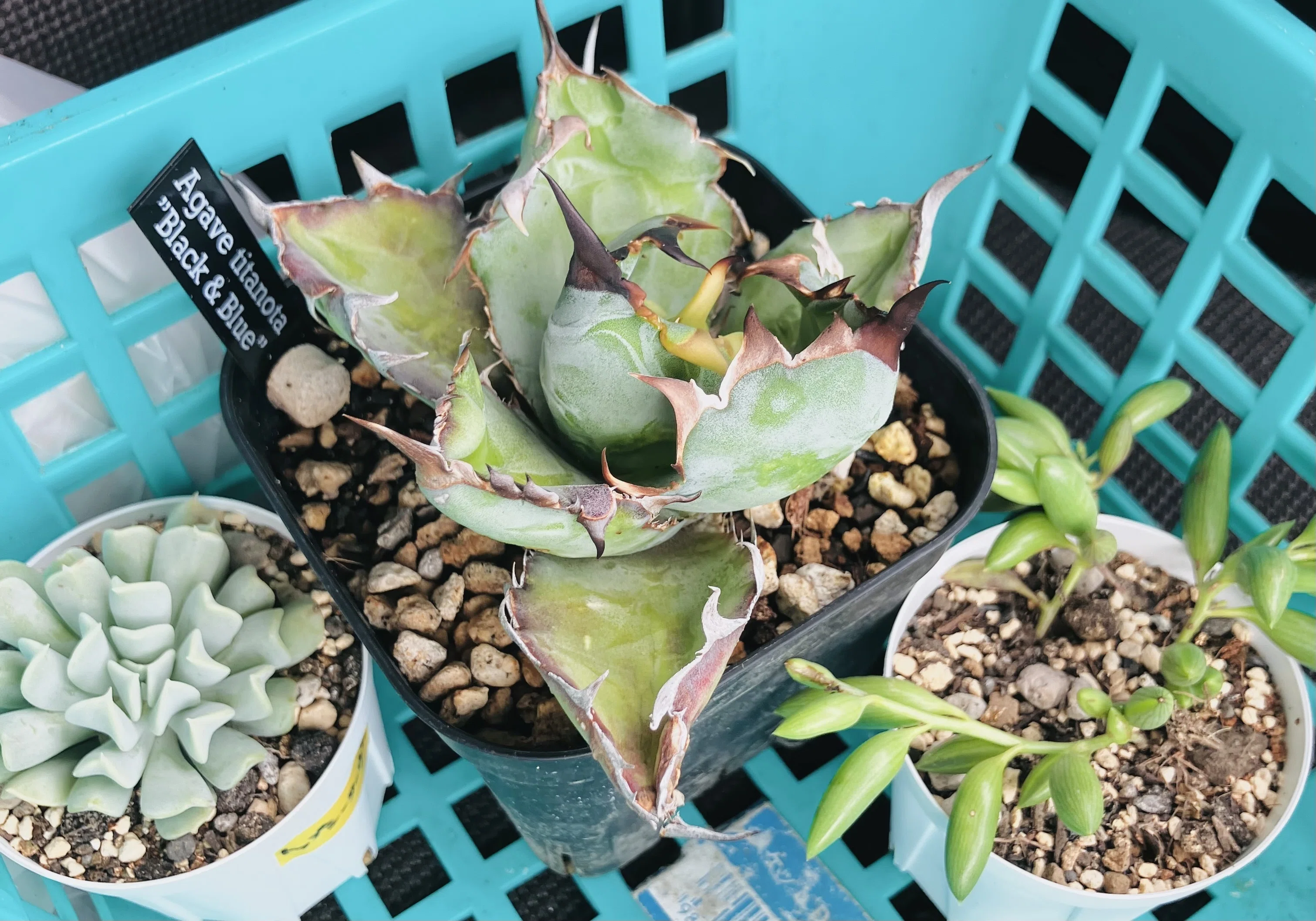7月の植物日記・アガベとか買った｜くさかべ