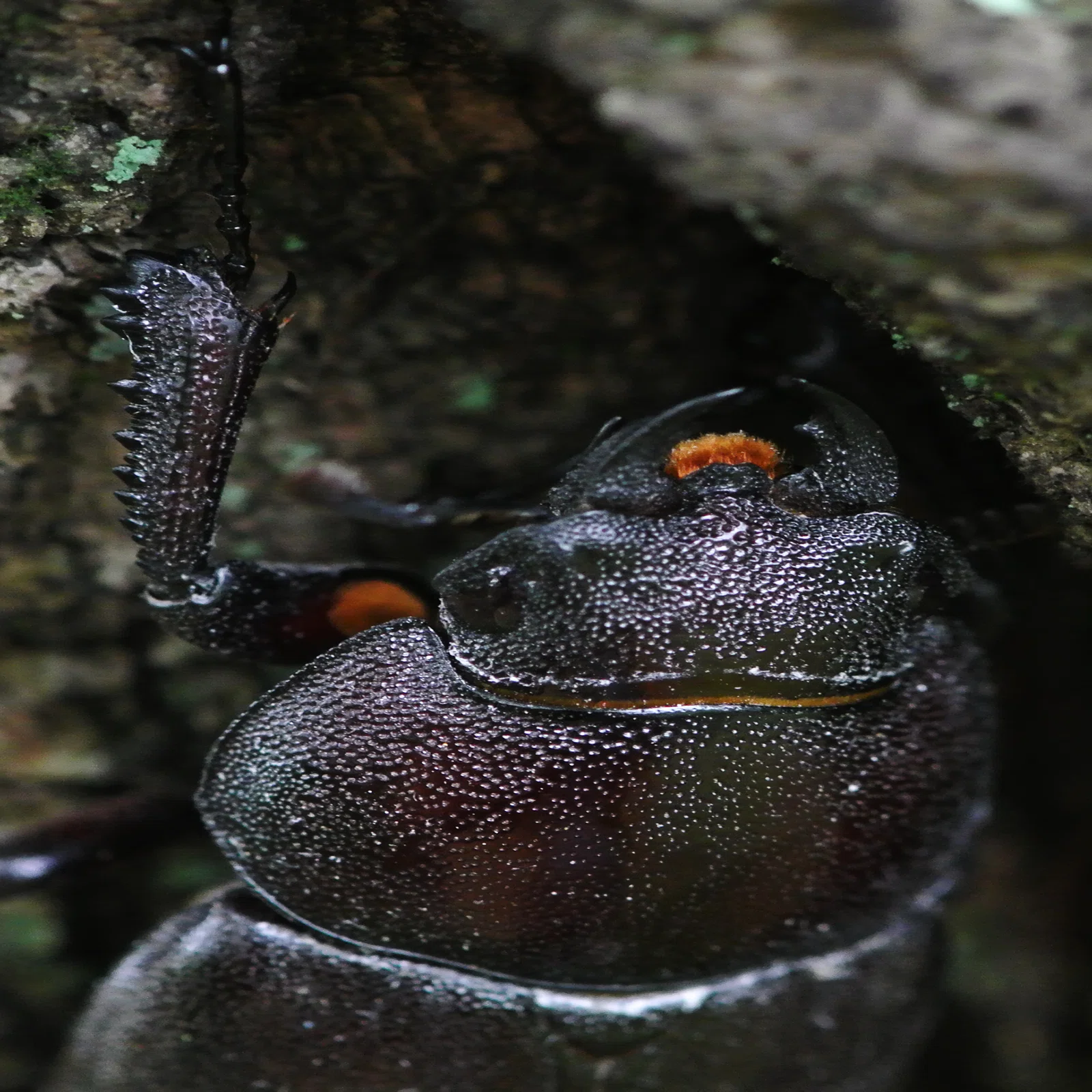 ノコギリクワガタ の メス
