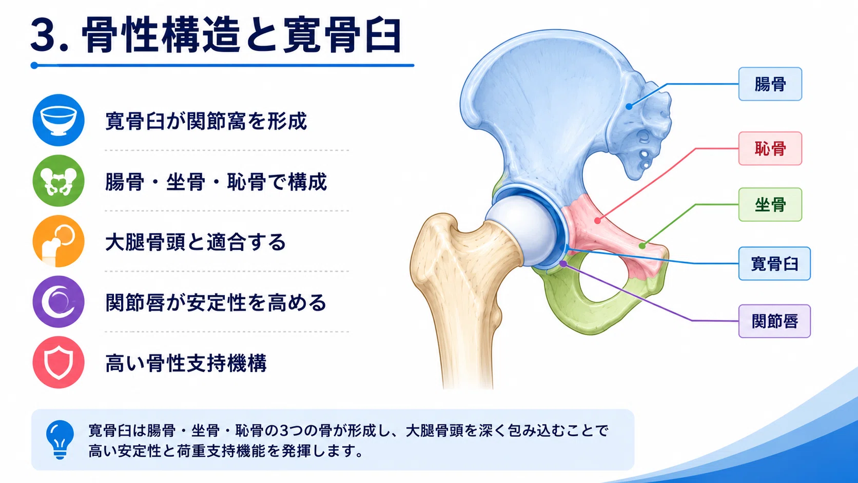 その他 『股関節のみかたとアプローチ』 ～股関節の構造とシステムを