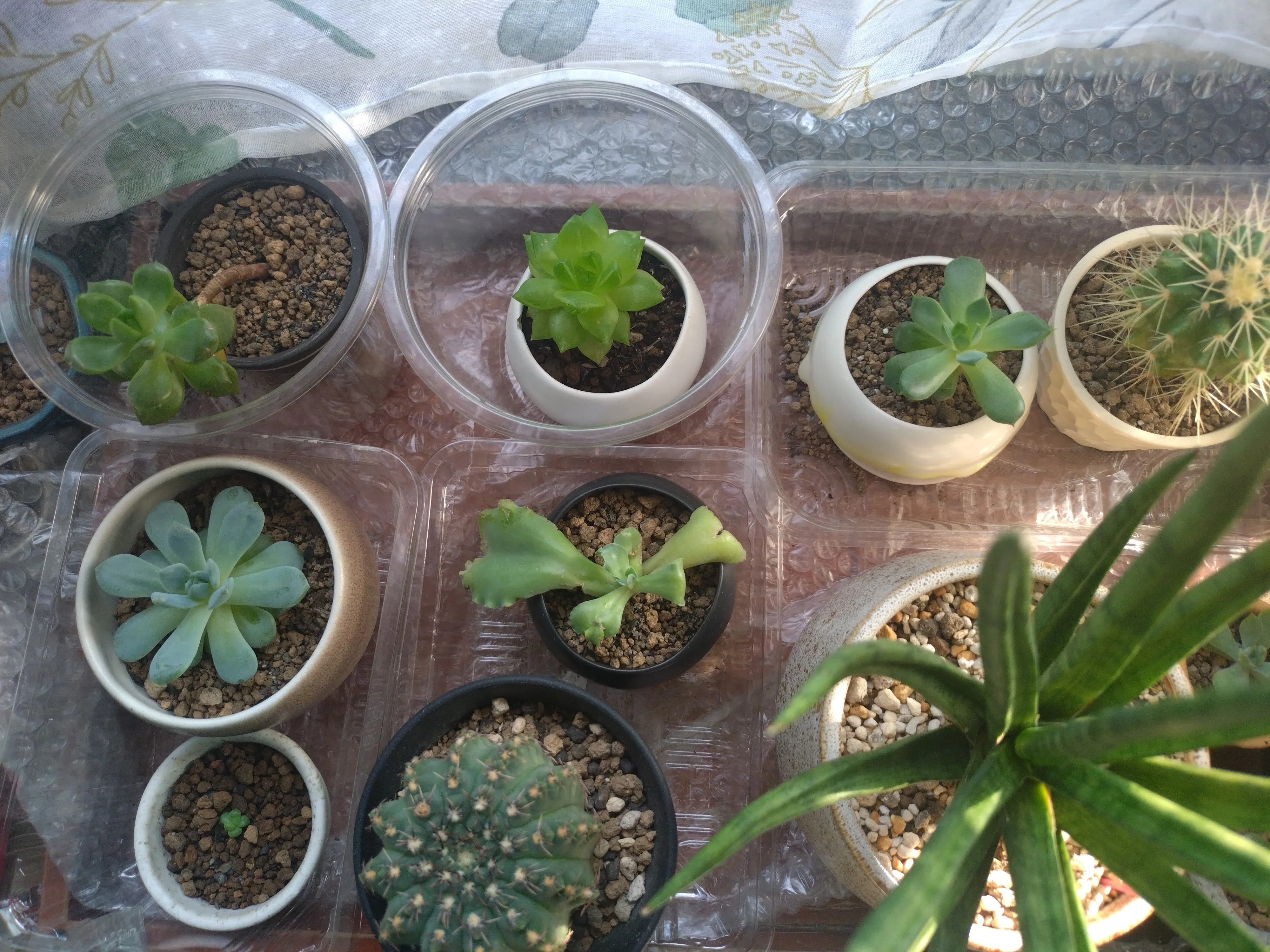 多肉植物が好き(*^ω^*)🌱｜ベルゼブブ☆ぷに😈