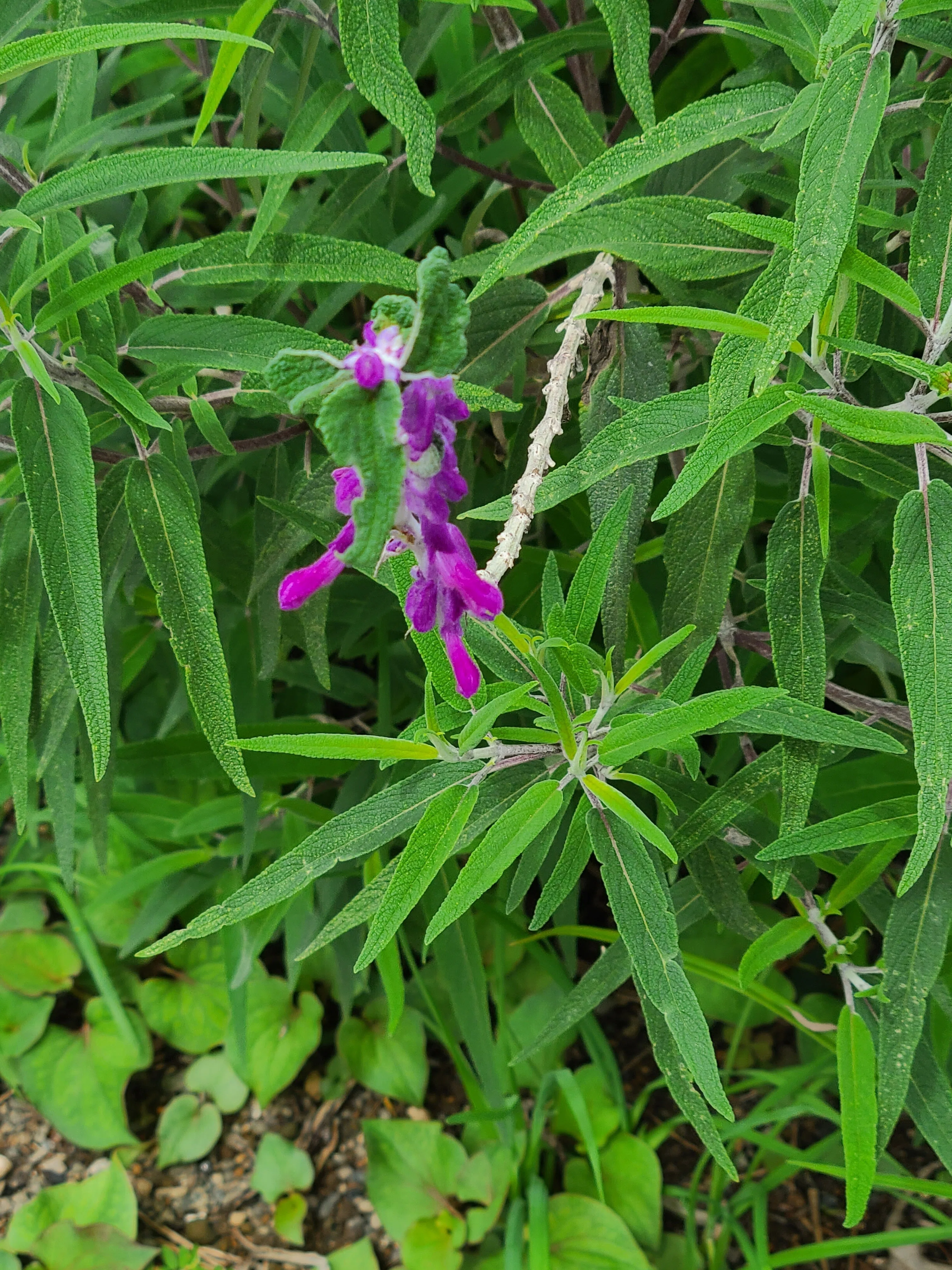 草むらで見つけた香るアメジスト｜ひかるキラキラ万華鏡