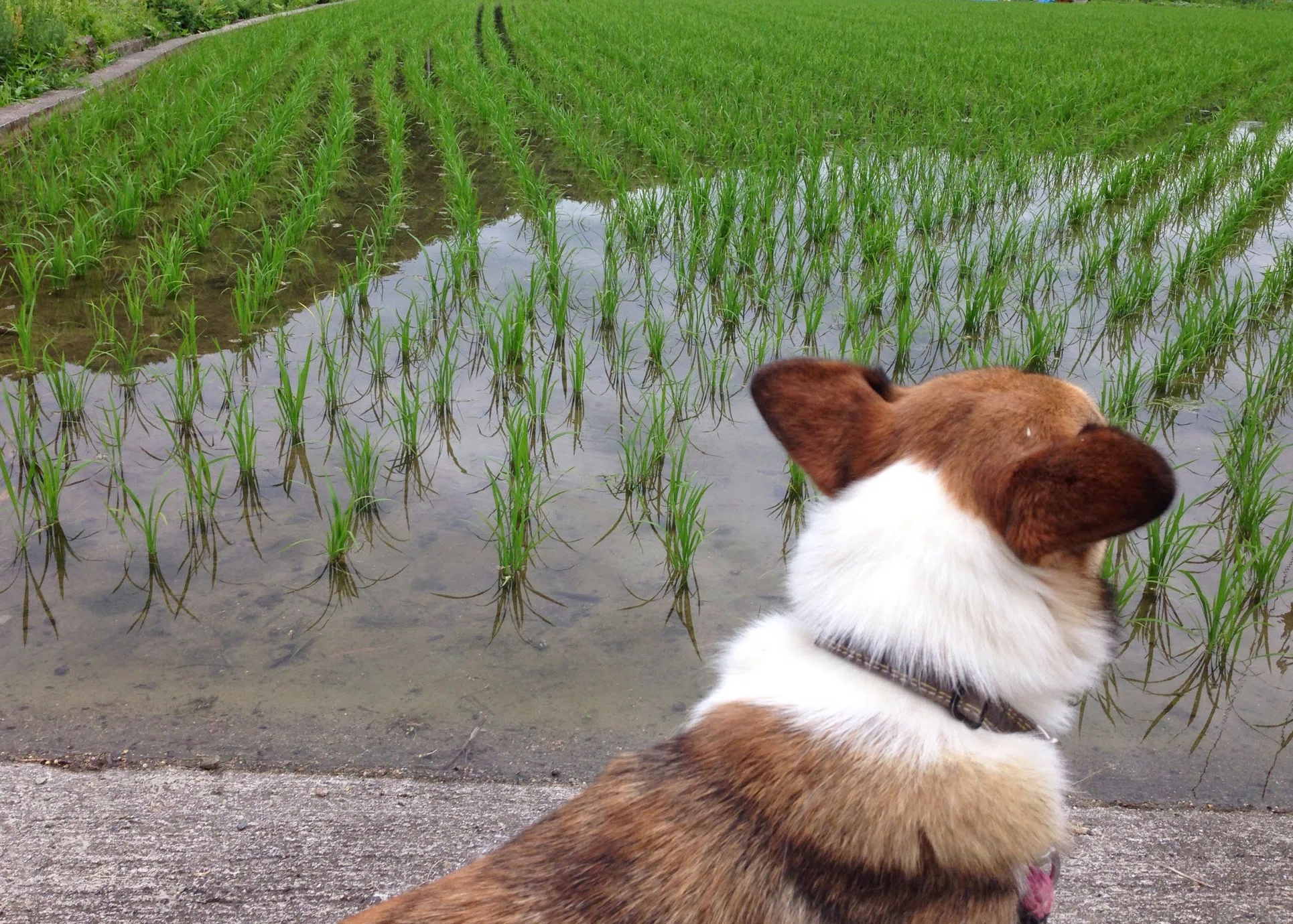 My father who stopped rice farming at 70. The story of deciding to let ...