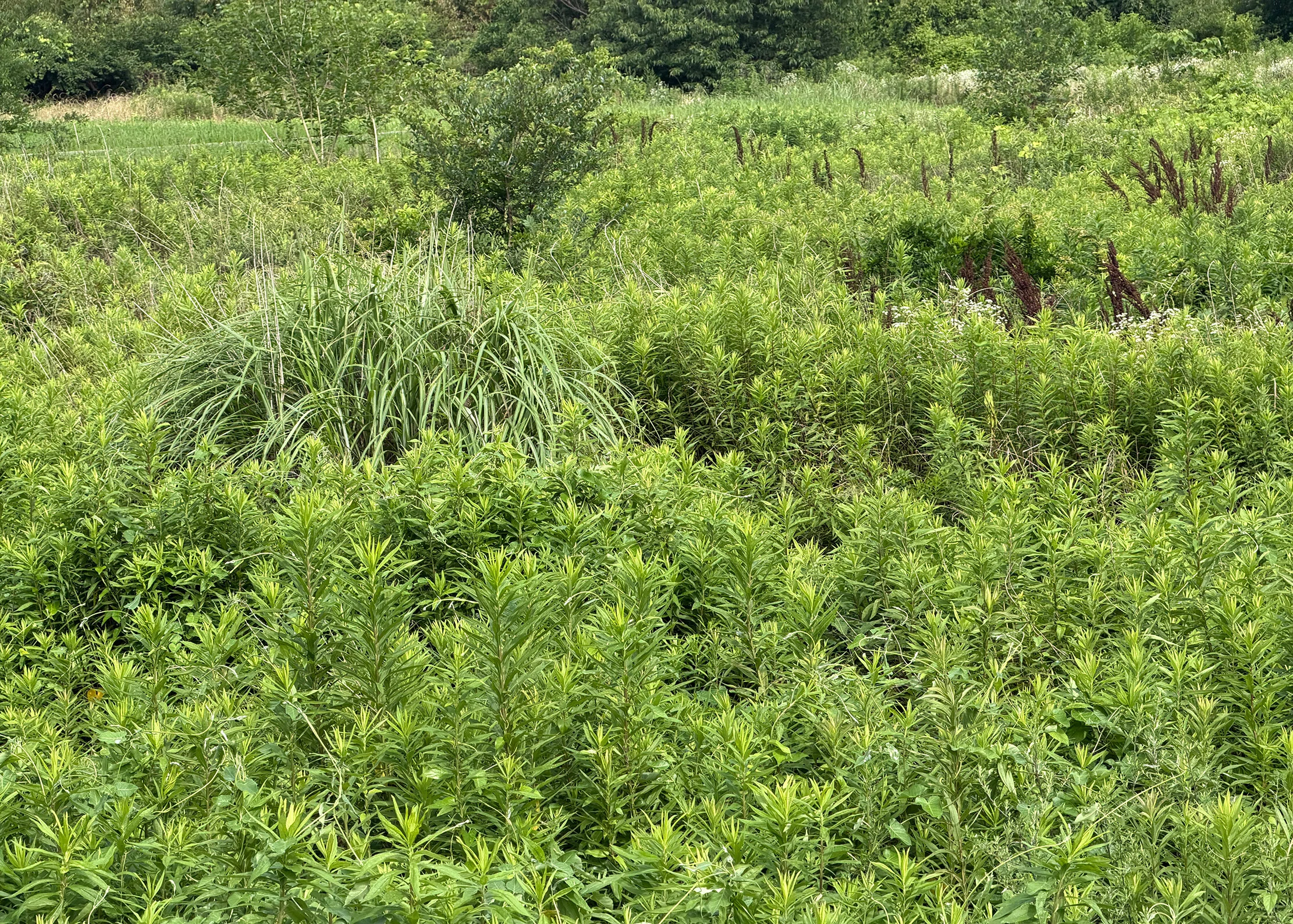 My father who stopped rice farming at 70. The story of deciding to let ...
