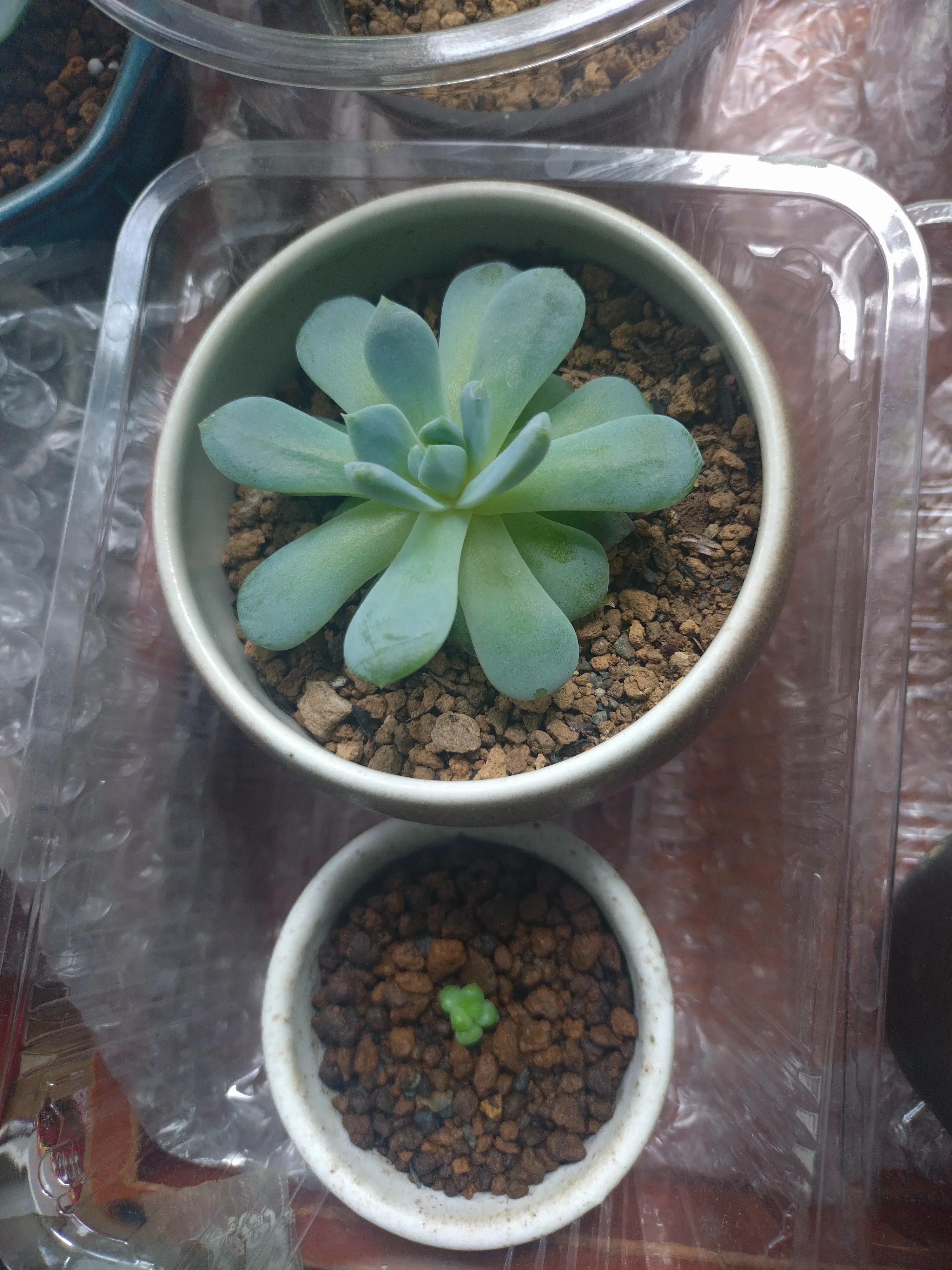 多肉植物が好き(*^ω^*)🌱｜ベルゼブブ☆ぷに😈