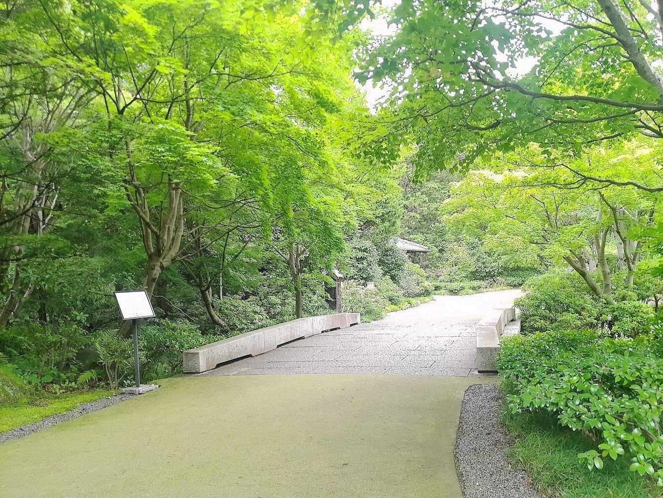お散歩日誌】2年ぶりの昭和記念公園🌳梅雨空の下、じんわり記憶が蘇る