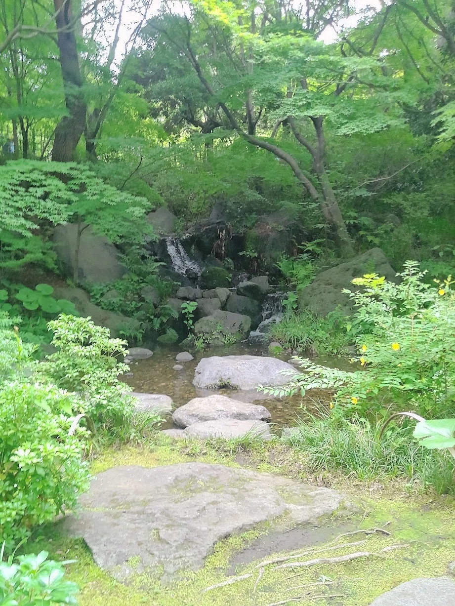 お散歩日誌】2年ぶりの昭和記念公園🌳梅雨空の下、じんわり記憶が蘇る