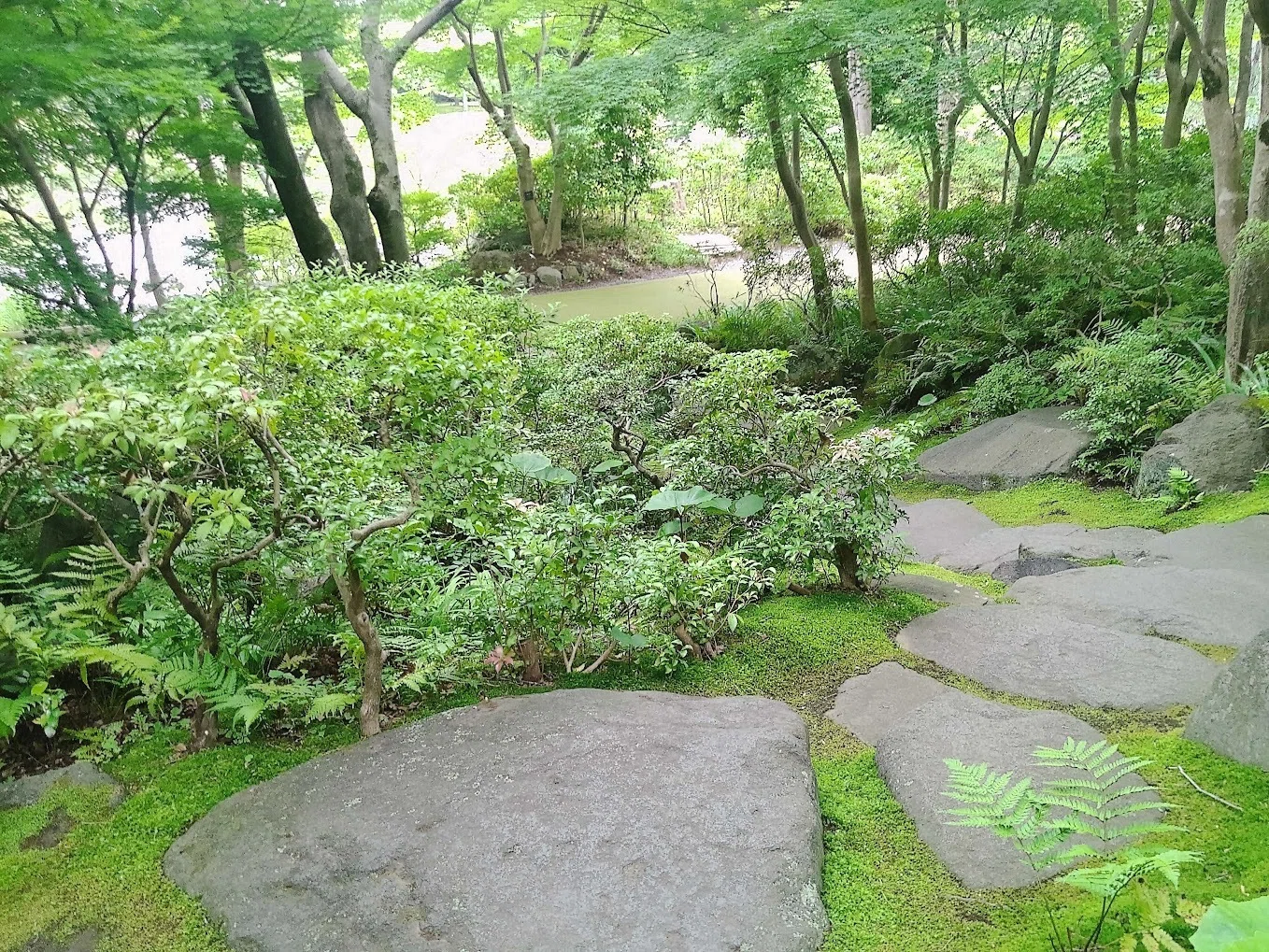 お散歩日誌】2年ぶりの昭和記念公園🌳梅雨空の下、じんわり記憶が蘇る