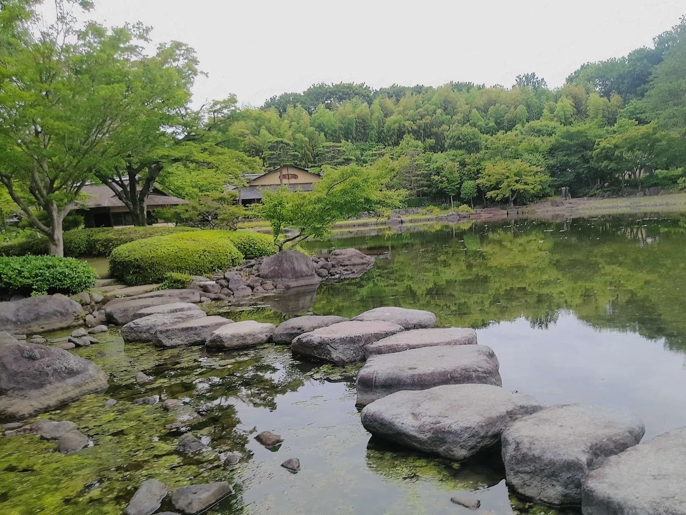 お散歩日誌】2年ぶりの昭和記念公園🌳梅雨空の下、じんわり記憶が蘇る