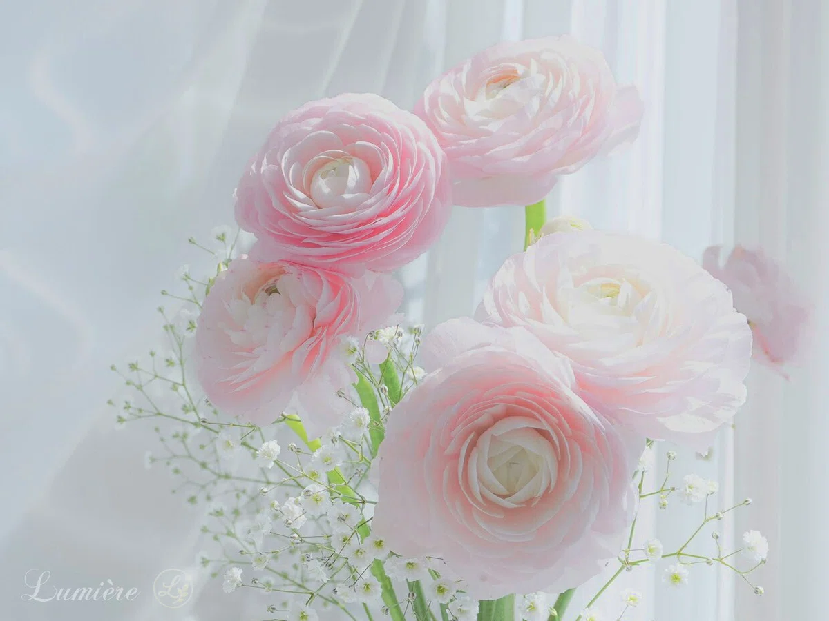 窓際に置かれた花瓶に挿された淡いピンクのラナンキュラスの花々に、白いレースのカーテン越しの午後の光がやさしく降り注いでいる写真