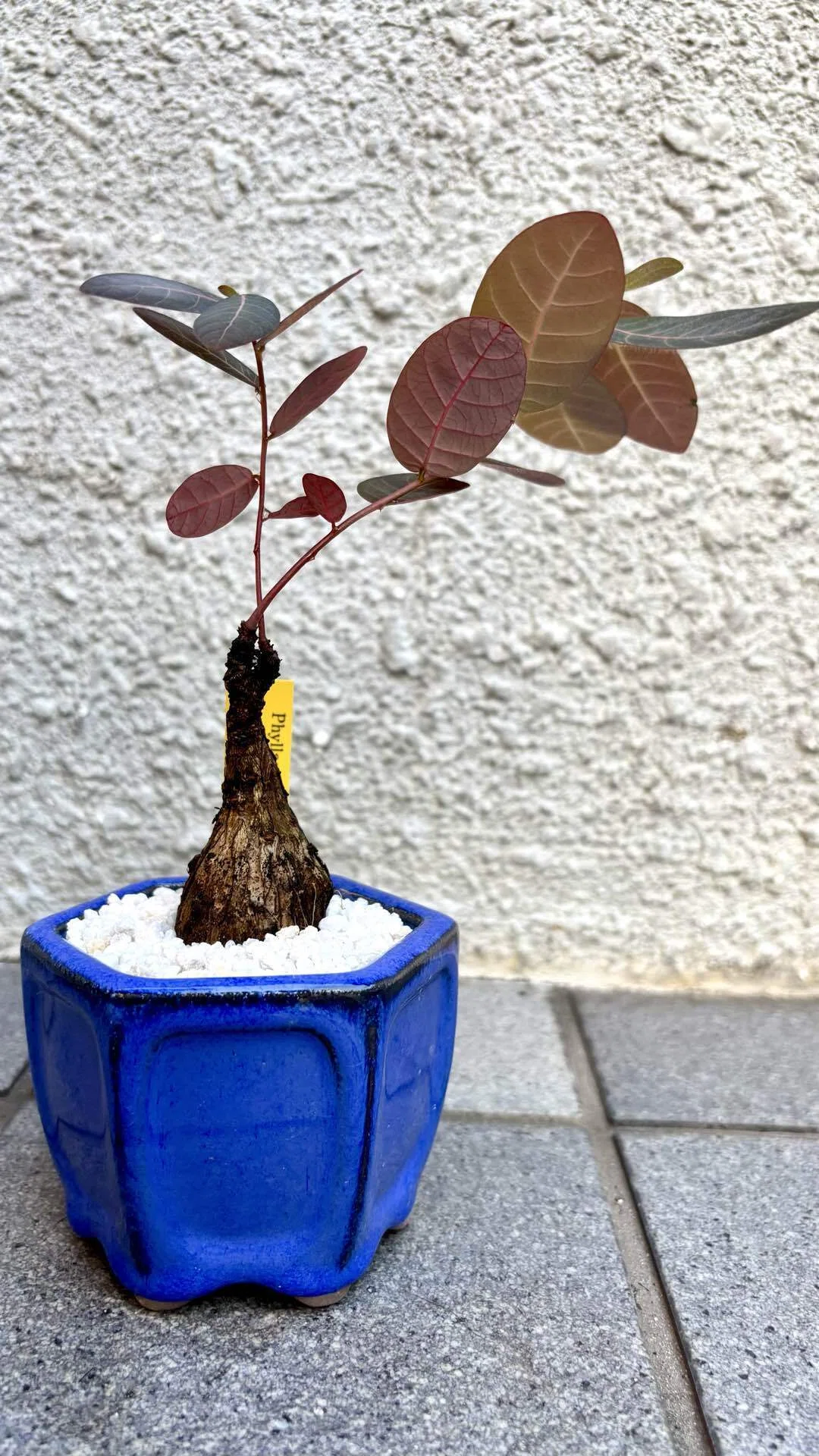 フィランサス|ミラビリス|Like a bird.｜cova 塊根植物に沼った美容師