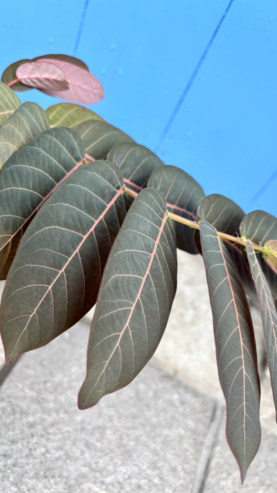 フィランサス|ミラビリス|Like a bird.｜cova 塊根植物に沼った美容師