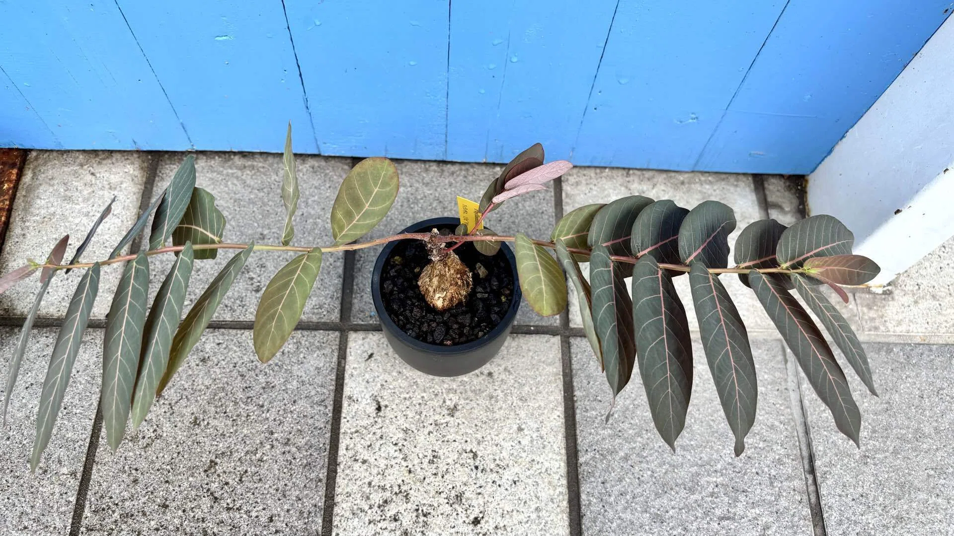 フィランサス|ミラビリス|Like a bird.｜cova 塊根植物に沼った美容師