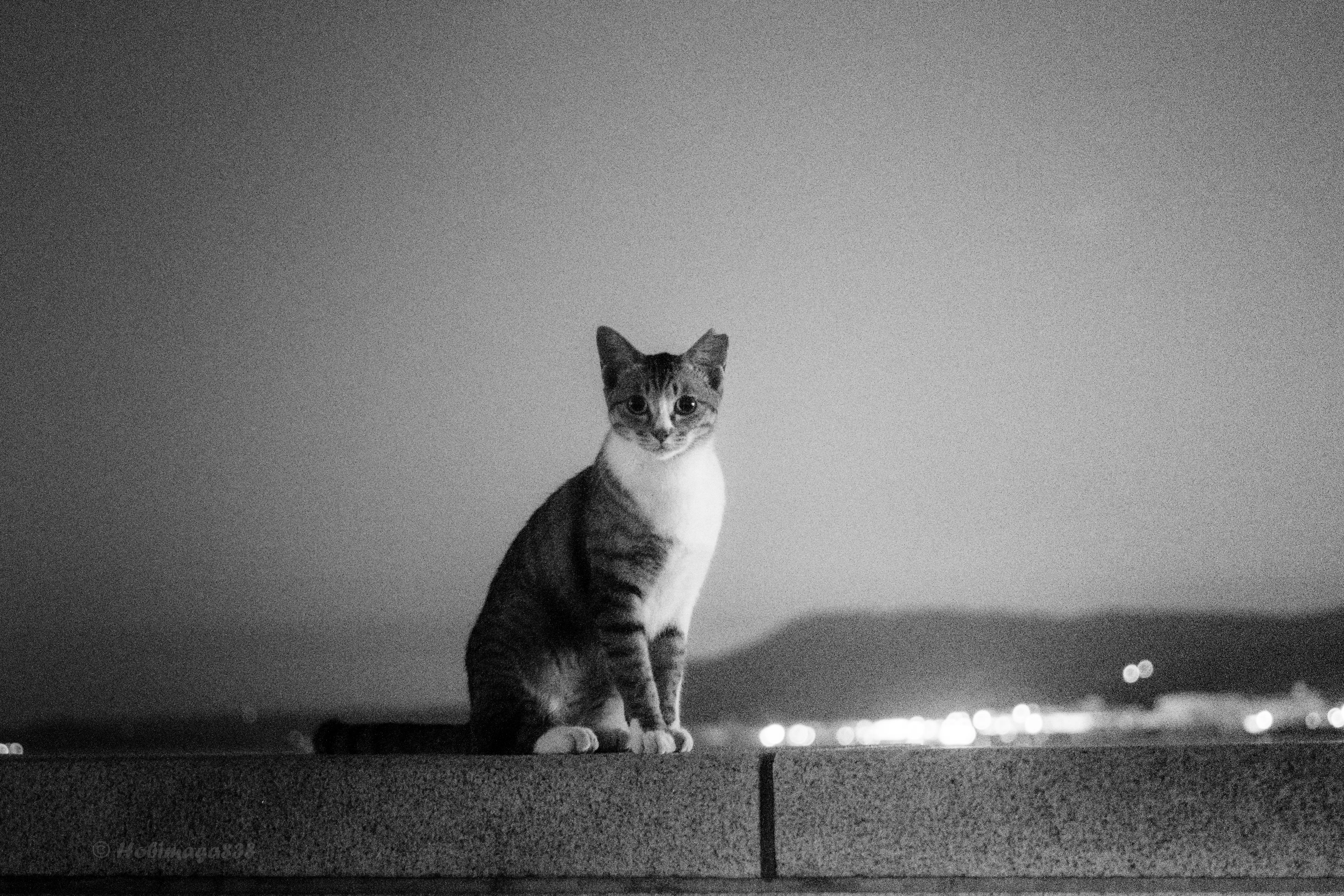 撮りたいものがなくても、カメラは持っていく｜ほびマガ