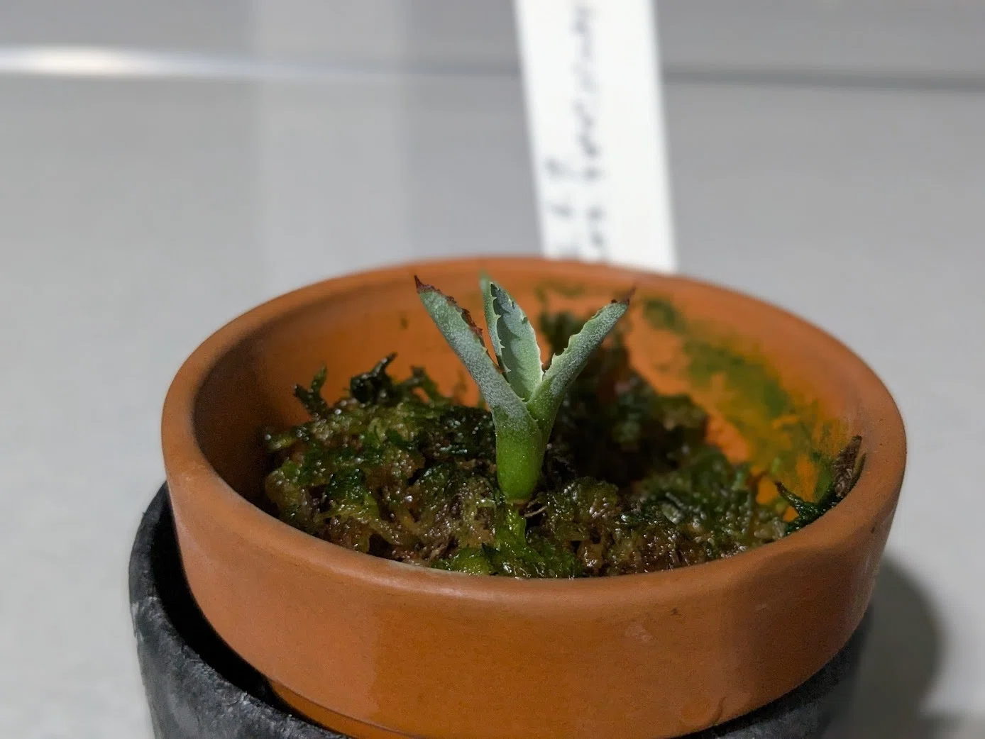 兄から貰ったアガベの苗を水苔から土栽培へ。小さなアガベの「鉢上げ