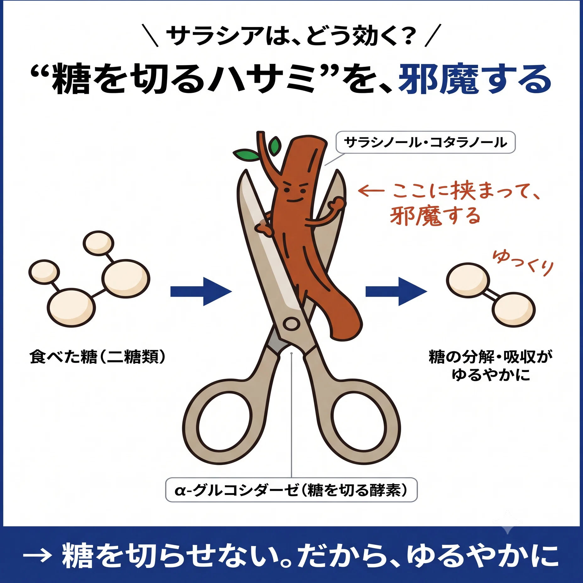 全9回の検証で解説、サラシア茶「糖質抑制力の実体」｜血糖値研究家
