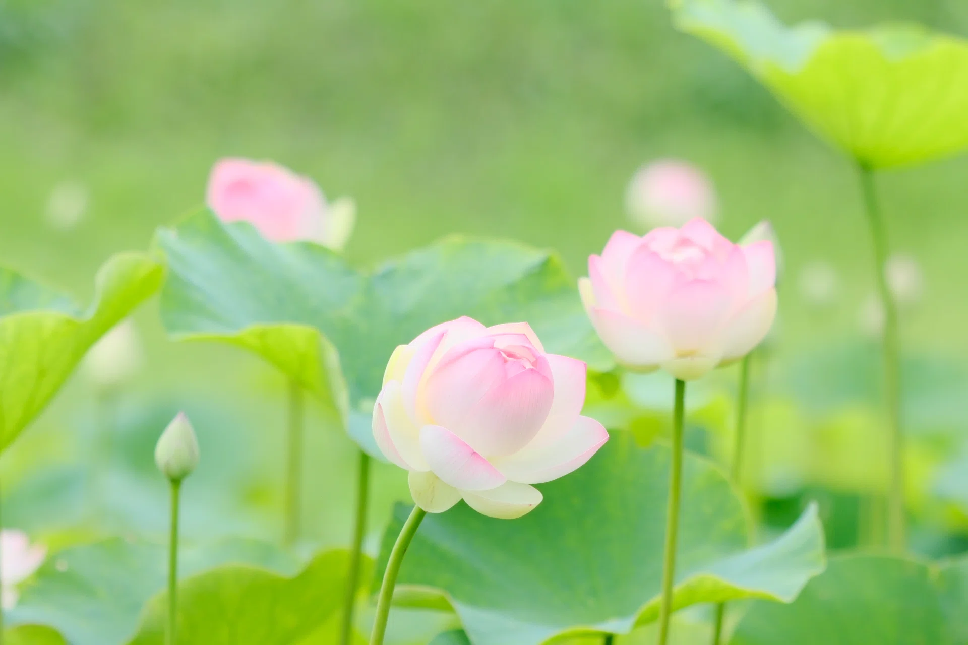 少し早かった蓮の花｜にーこ