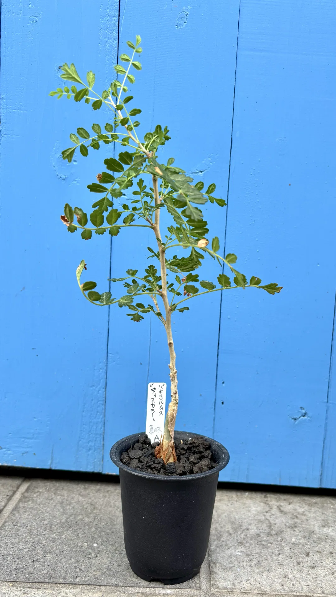 パキコルムス|ディスカラー|仔象の木｜cova 塊根植物に沼った美容師の