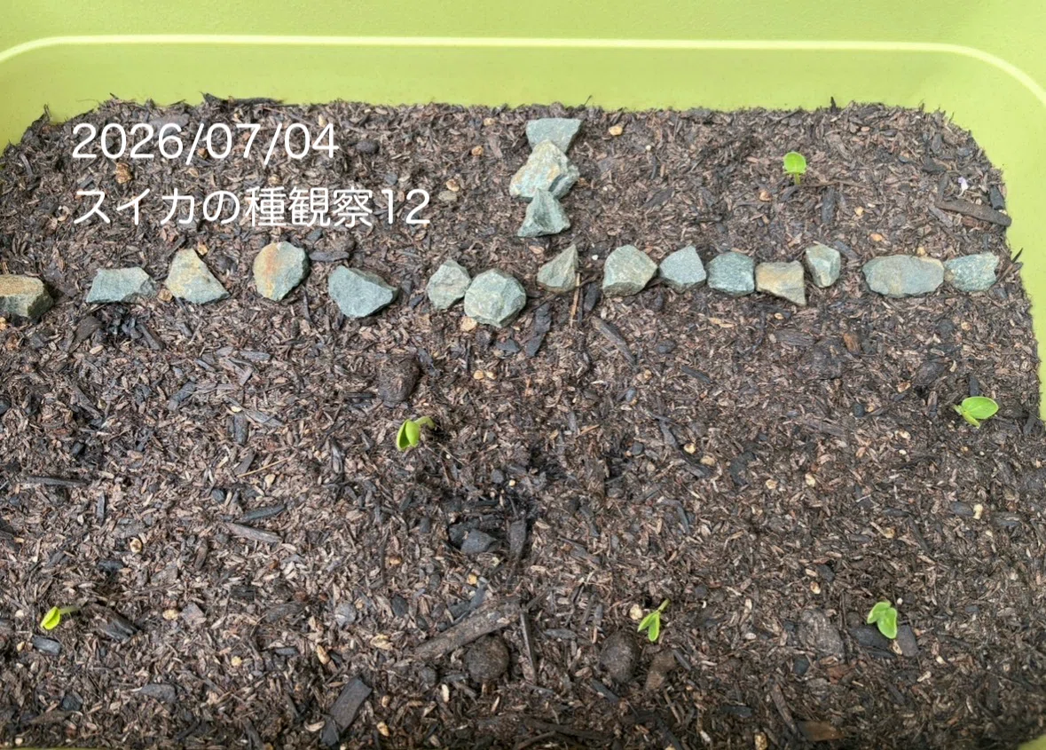 観察日記4】 🍉新たに1つ発芽❗️茎にも変化が｜コツコツFP勉強