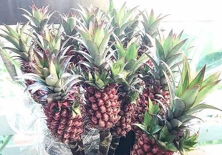 珊瑚パインの苗　340個以上 Flowering pineapple｜Strawberry Fields