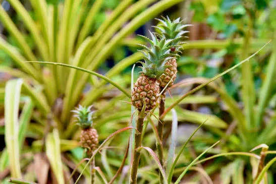 Flowering pineapple｜Strawberry Fields