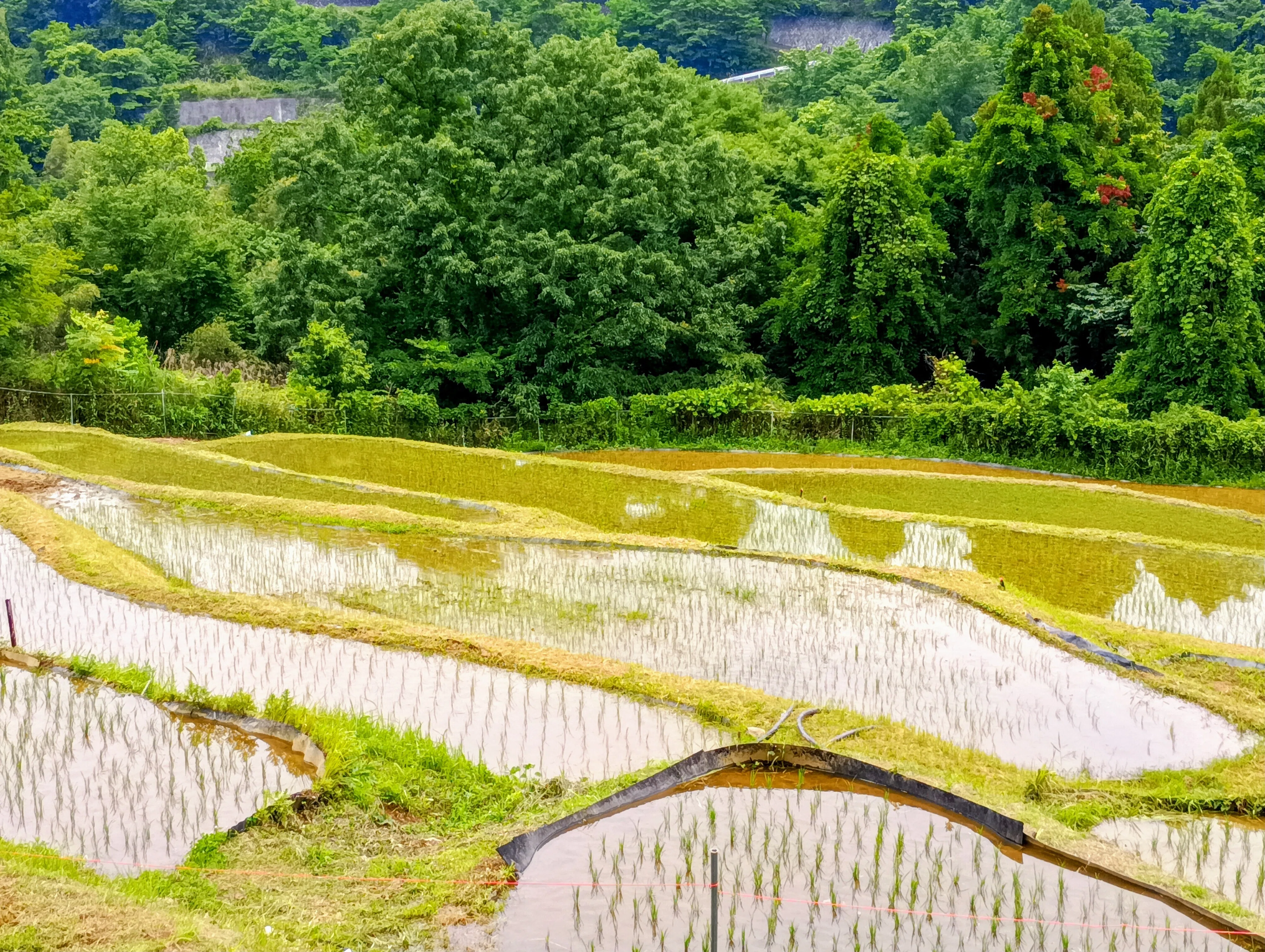 初めての農作業が盛りだくさん【2026年6月】｜横瀬町地域おこし協力隊 高木