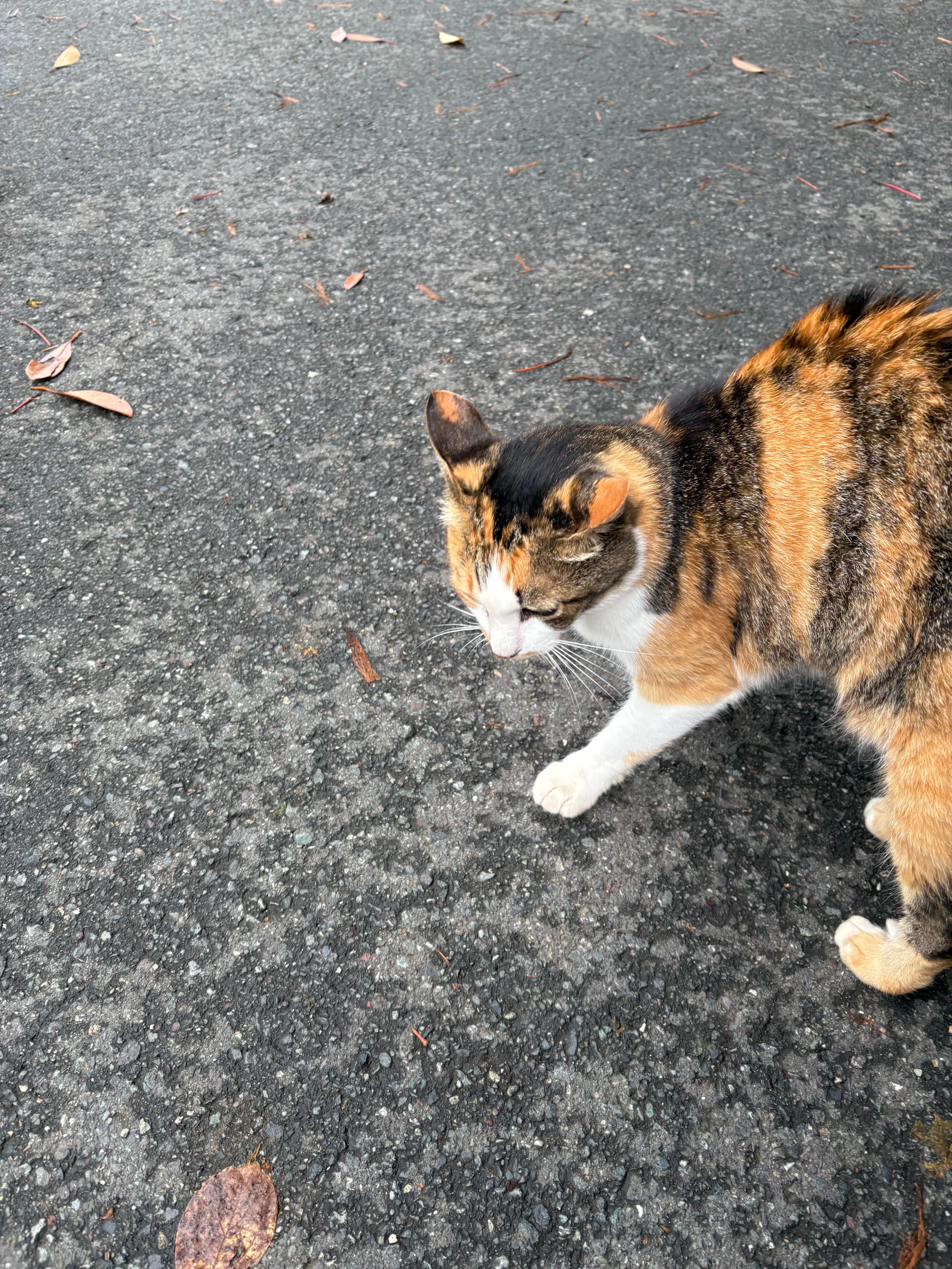 真名井神社の参道で出会ったねこさん｜mikan