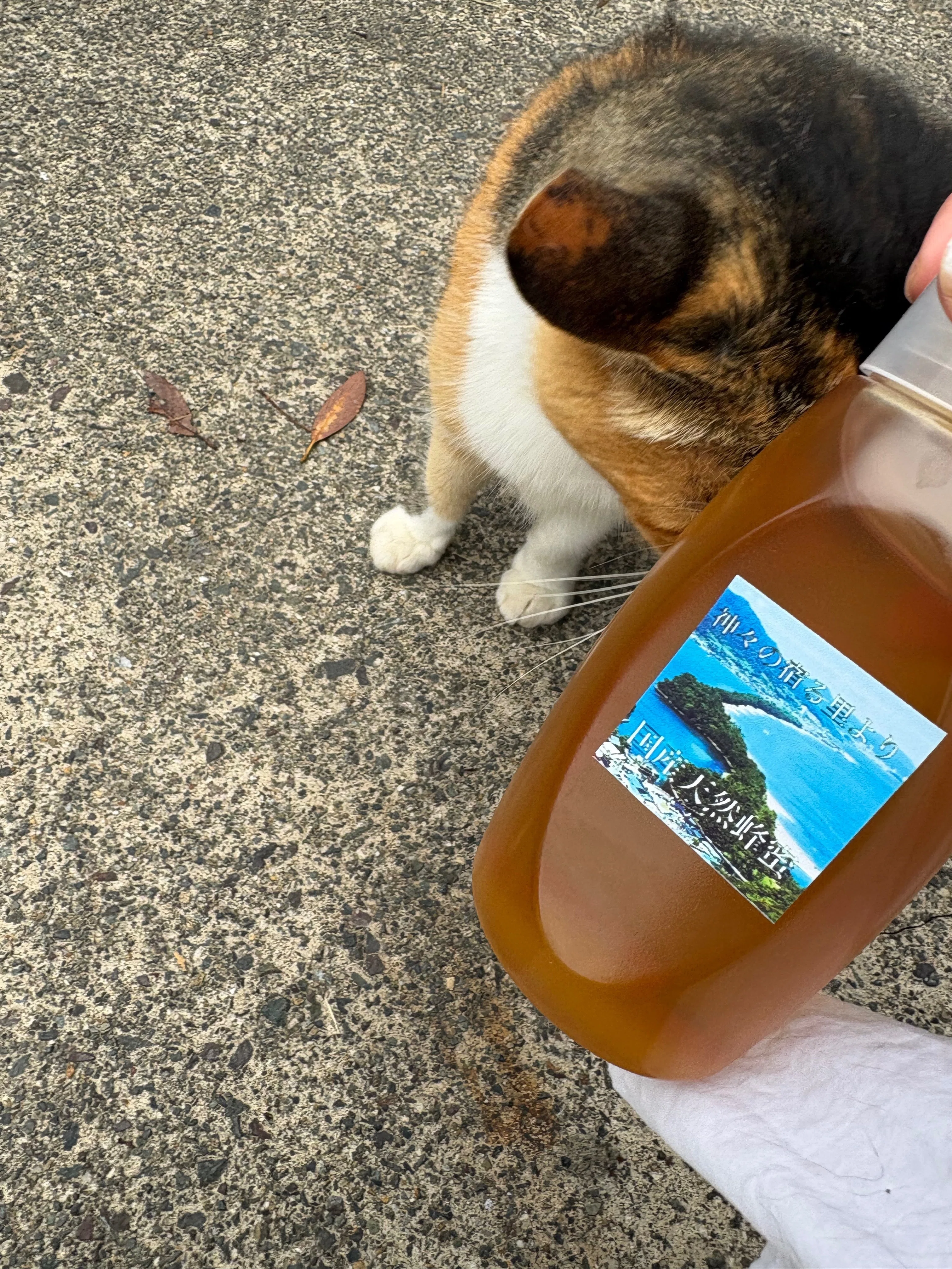 真名井神社の参道で出会ったねこさん｜mikan