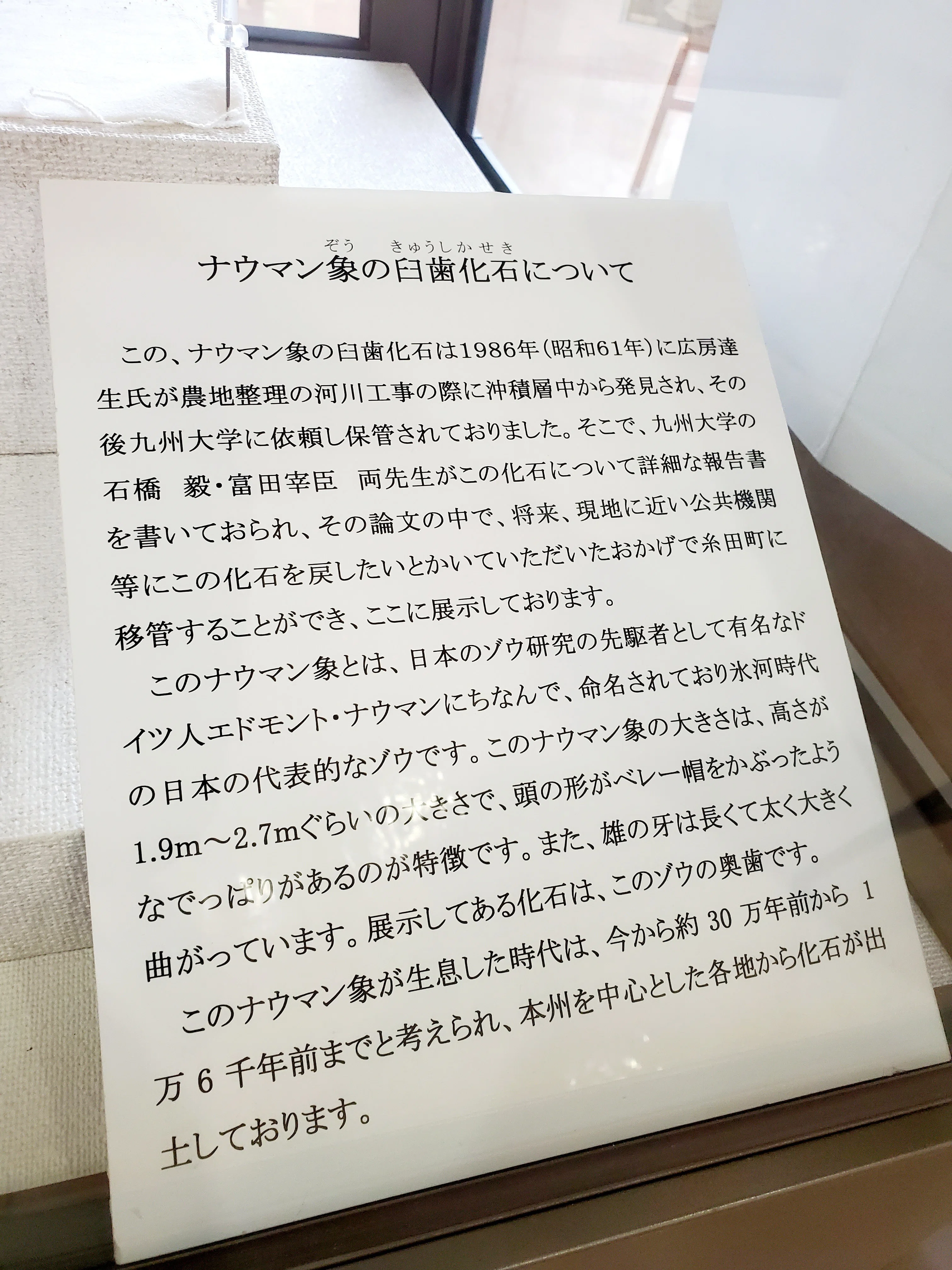 ナウマンゾウ✨｜k.u
