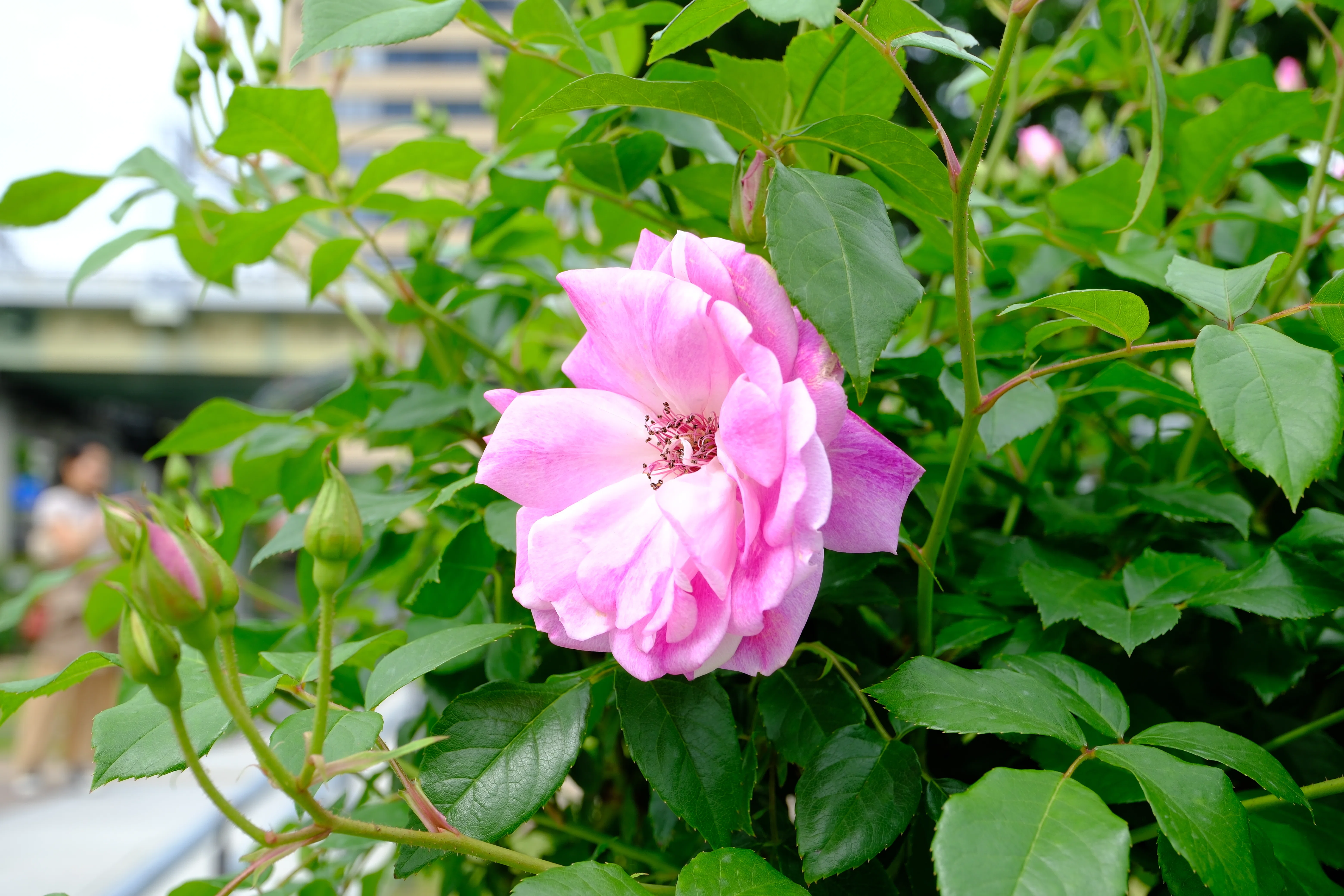 花　バラ 📷X-T30III × 🌹中之島バラ園 ｜ 🇩🇪ブリリアント・ピンク・アイス