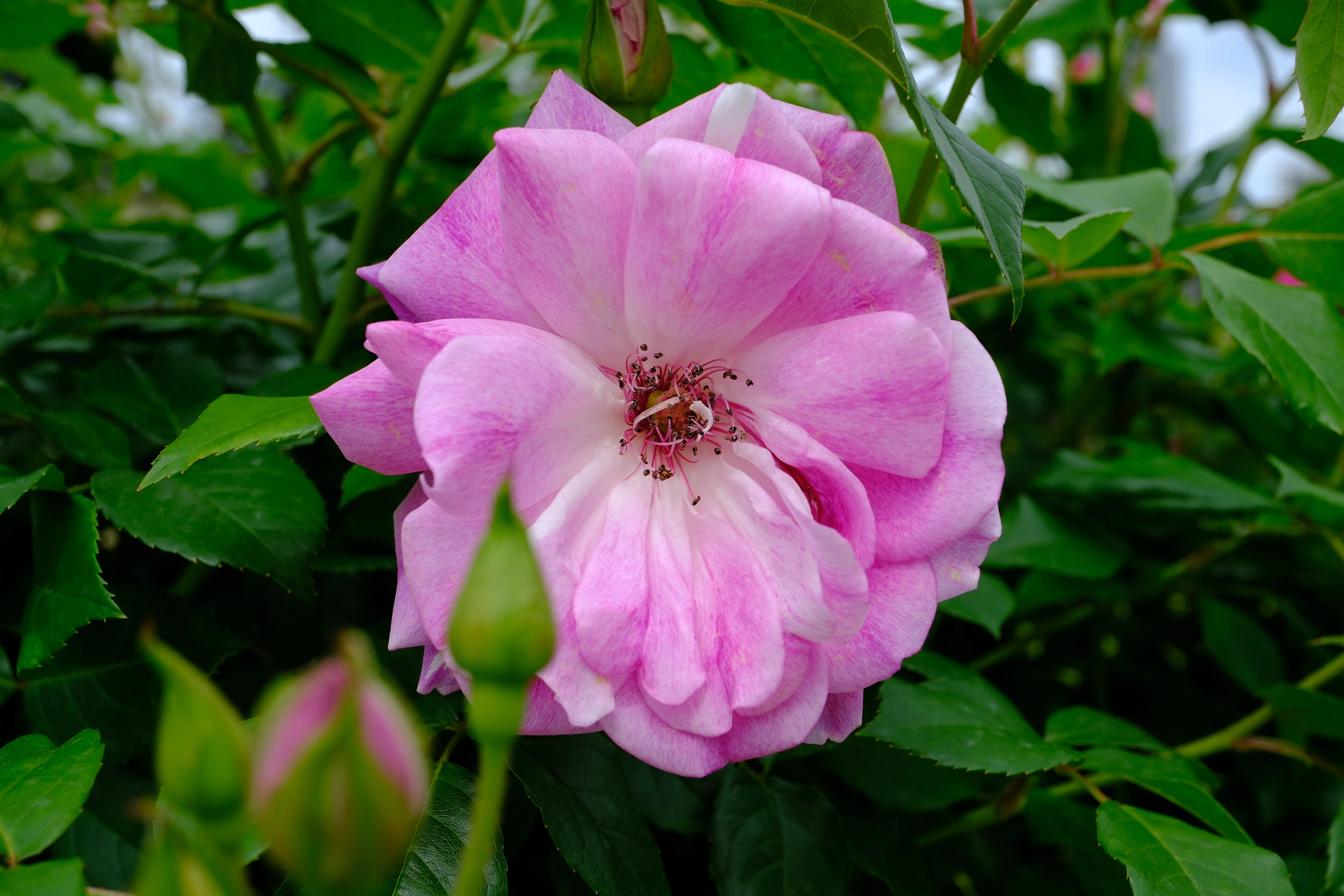 📷X-T30III × 🌹中之島バラ園 ｜ 🇩🇪ブリリアント・ピンク・アイス