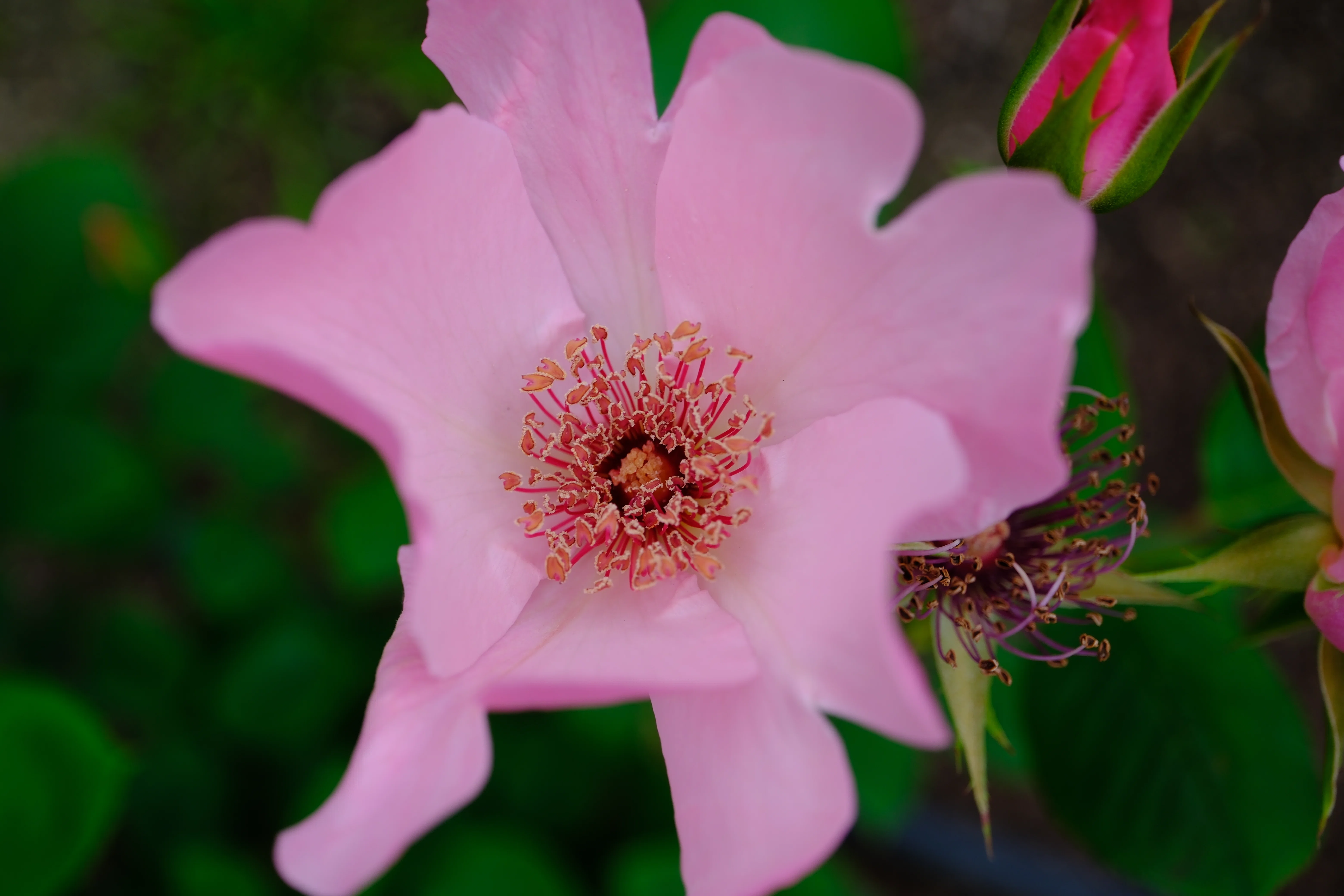 📷X-T30III × 🌹中之島バラ園 ｜ 🇬🇧デンティー・ベス（Dainty Bess