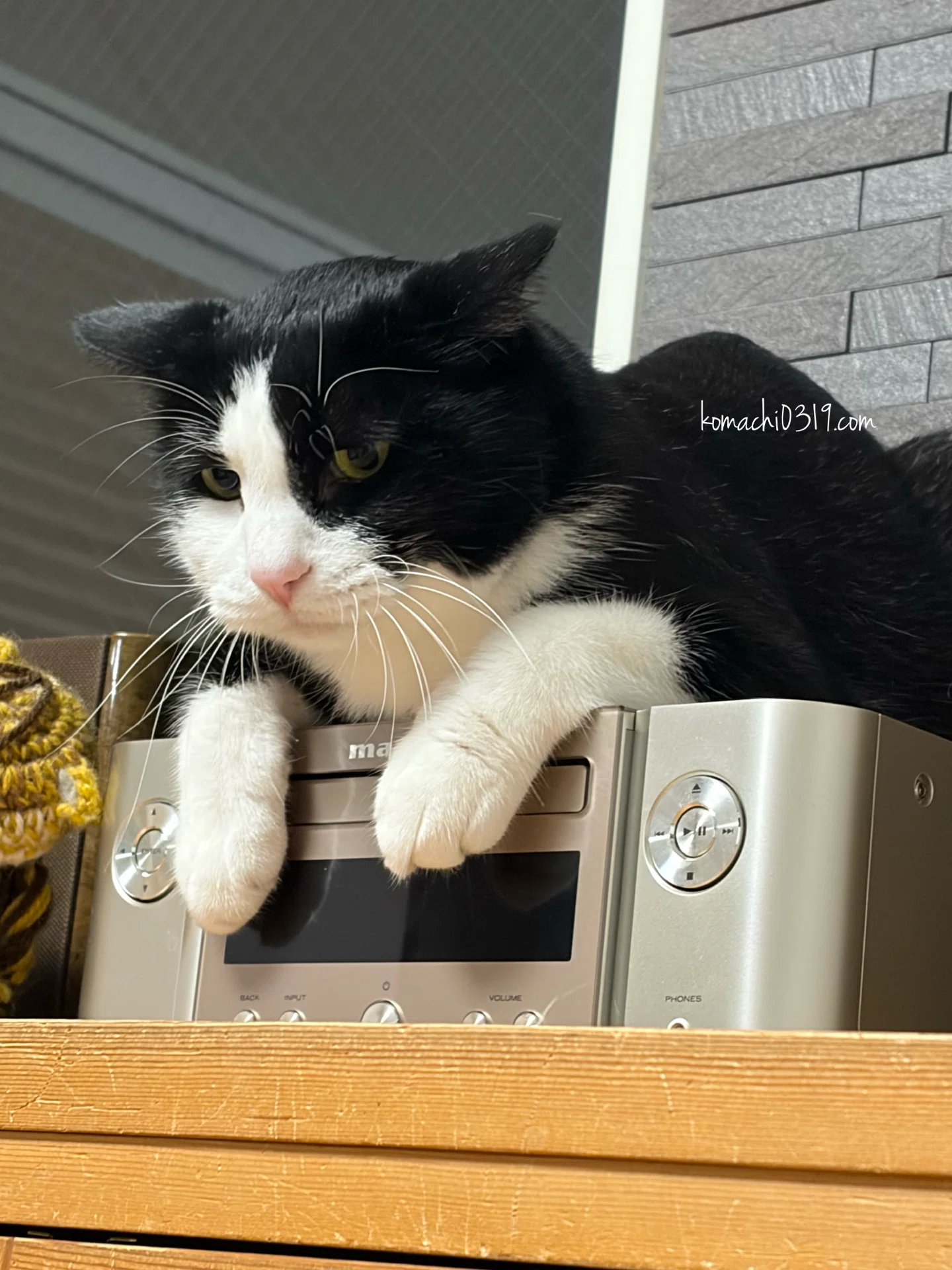 2026年7月5日 朝の猫達｜こまち
